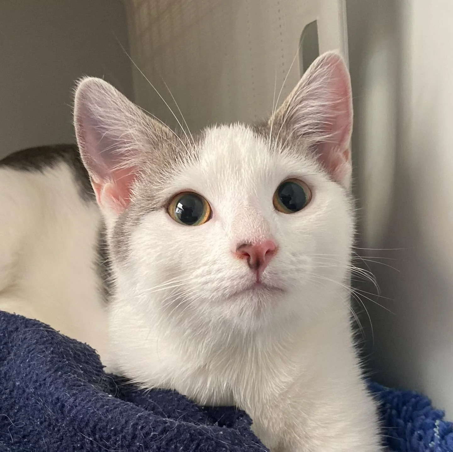 Kohdie &amp; Bryan had a recent stay in hospital for their desexing procedure.

From farm kittens to loving household cats. 🐱❤️🐾

 #wangarattavet #wangarattavetclinic #wangaratta #fearfree #vetclinic #cafriendlypractice #fearfreecertified #fearfree