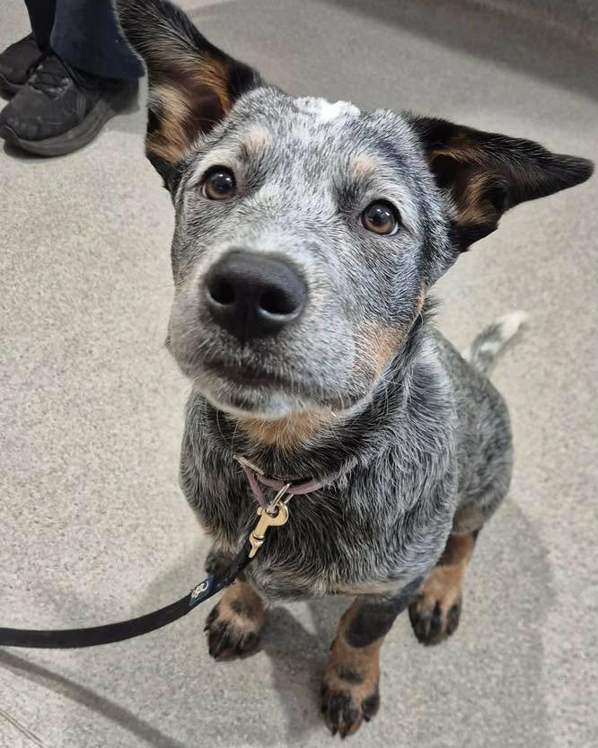 Sweet Sapphire. 🩵

At Wangaratta Vet Clinic we love helping pets build positive associations with their visits. 

Sapphire visited us for her vaccinations, and with plenty of treats, patience, and gentle handling, we worked on making her experience 