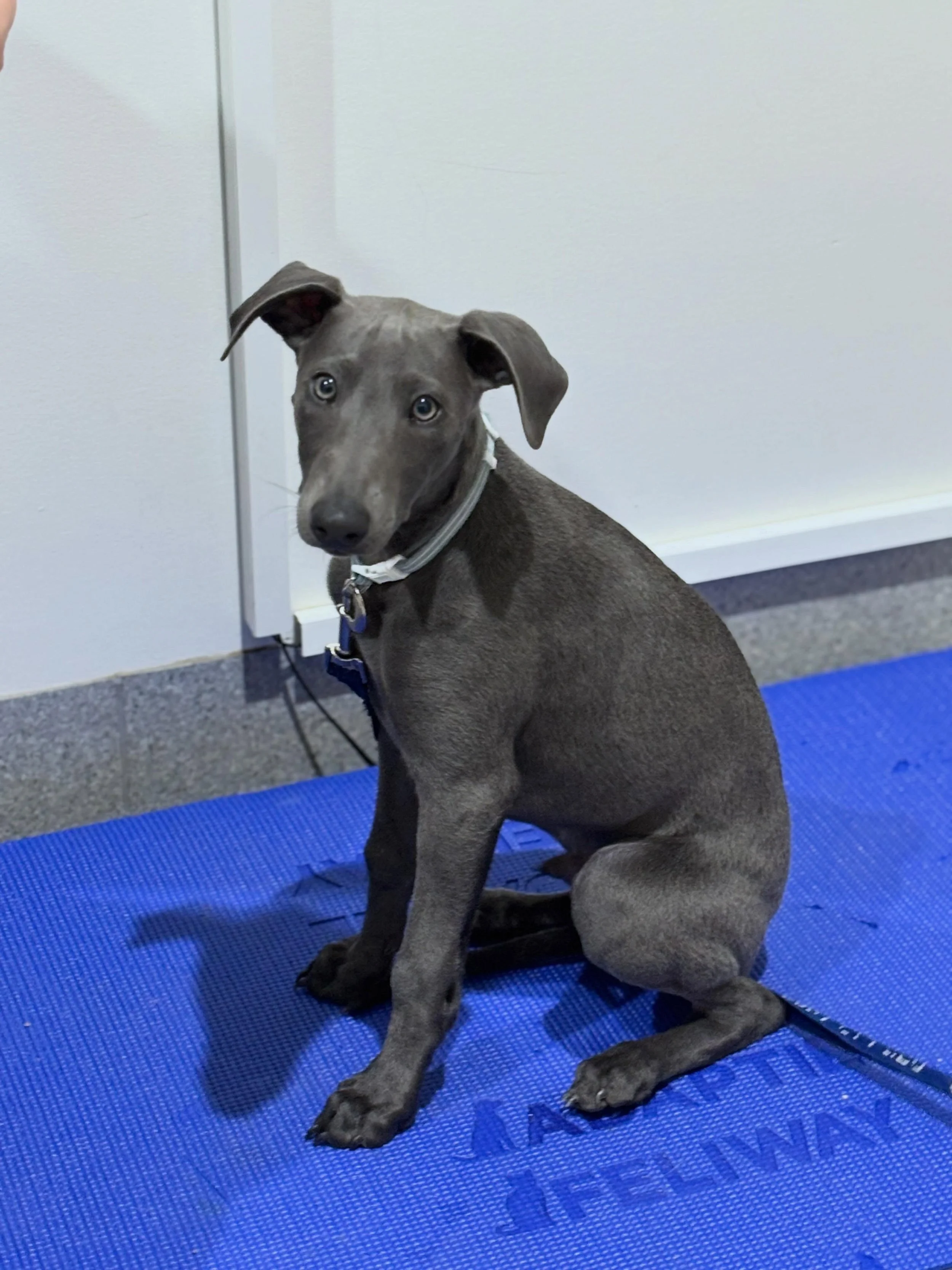 WINSTON 🩵

12 week old Winston the Whippet visited Dr Adam today for his puppy vaccinations. 

He&rsquo;s very good at posing for the camera already! 📸

#wangarattavet #wangarattavetclinic #vetclinic #wangaratta #whippet