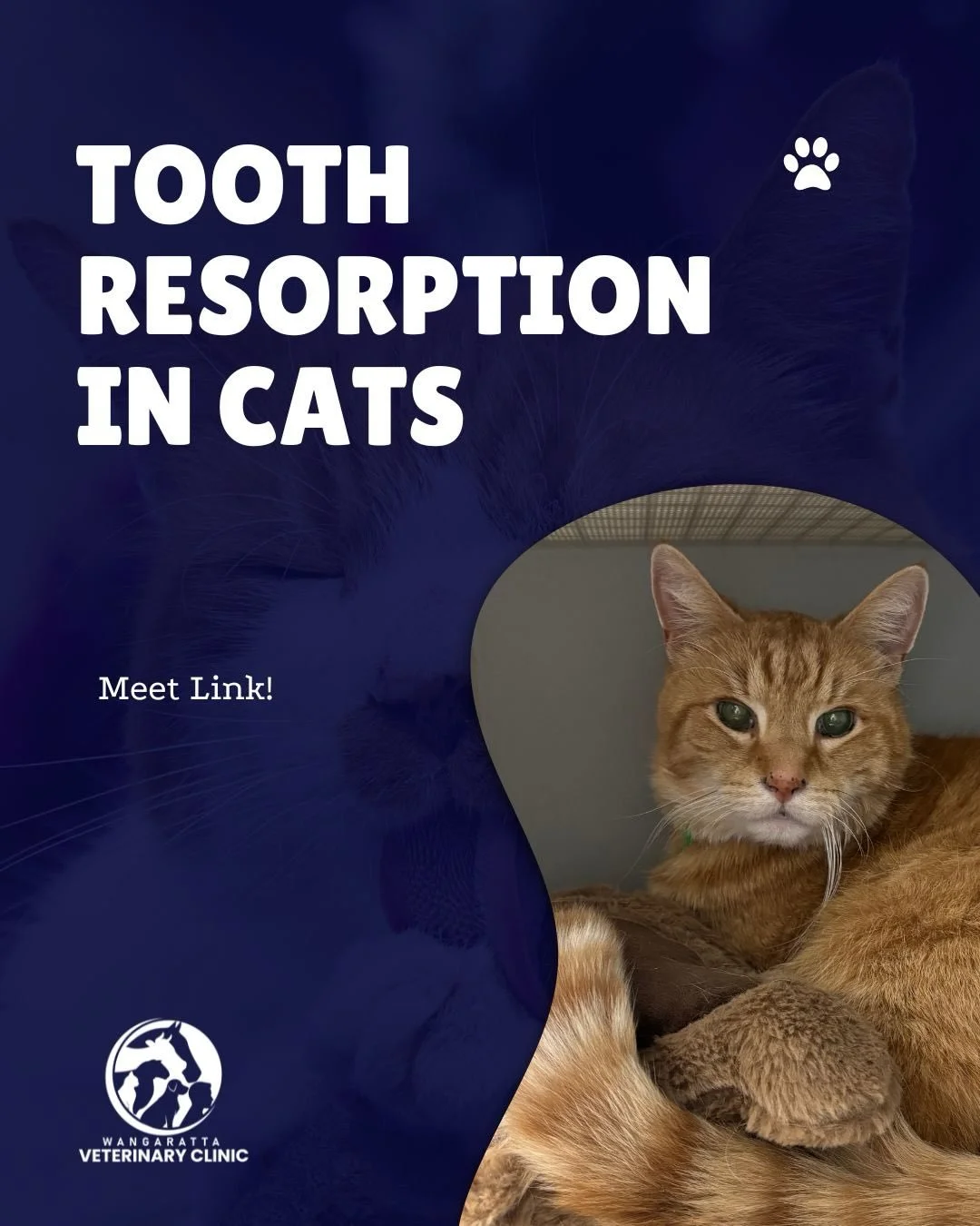 Have your cat&rsquo;s teeth been checked recently? 🐱🦷

This is your sign to book a free dental to get them examined. 

#wangarattavetclinic #wangarattavet #wangaratta #vetclinic #fearfreeaccreditedpractice