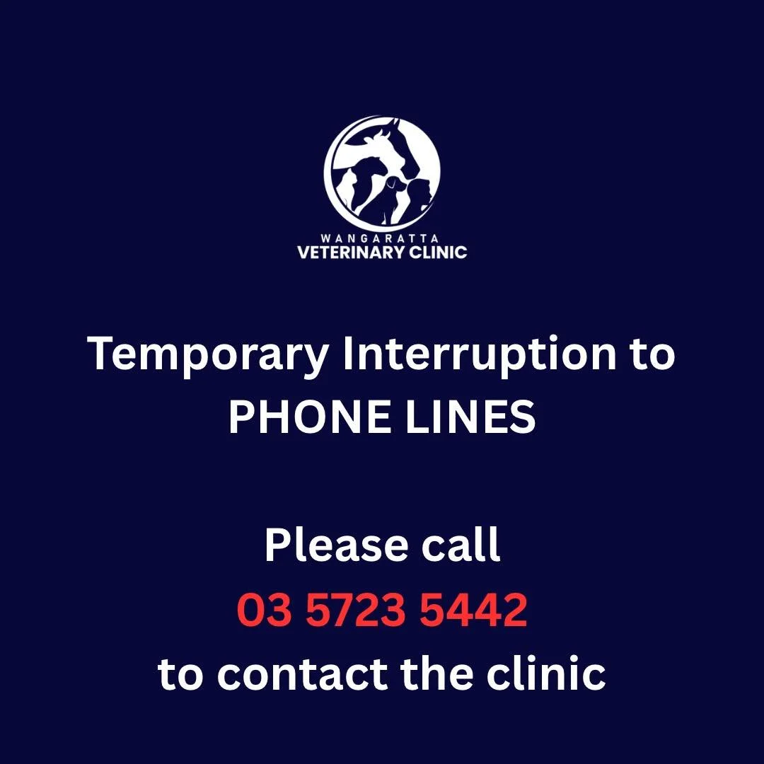 Our current phone line is down. 

Please call 03 5723 5442 to contact the clinic. 

#wangarattavet #wangarattavetclinic #wangaratta #vetclinic