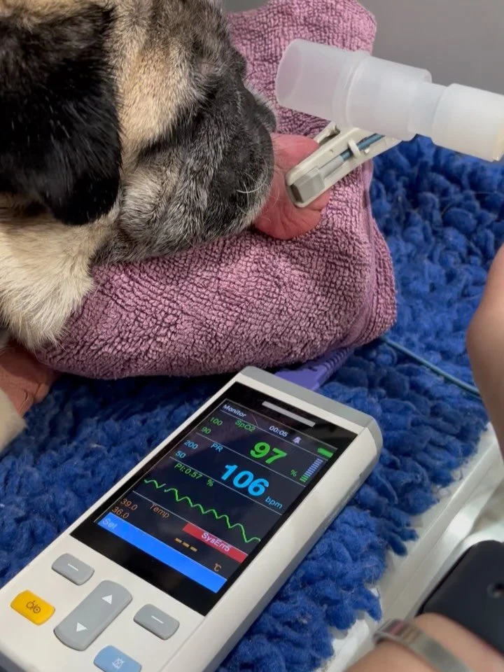 Flat-faced breeds such as Bulldogs, French Bulldogs, Pugs, Boston Terriers, and Shih Tzus bring endless personality and love into our lives, but they also come with unique health challenges that require specialised veterinary care.

Our team takes ex