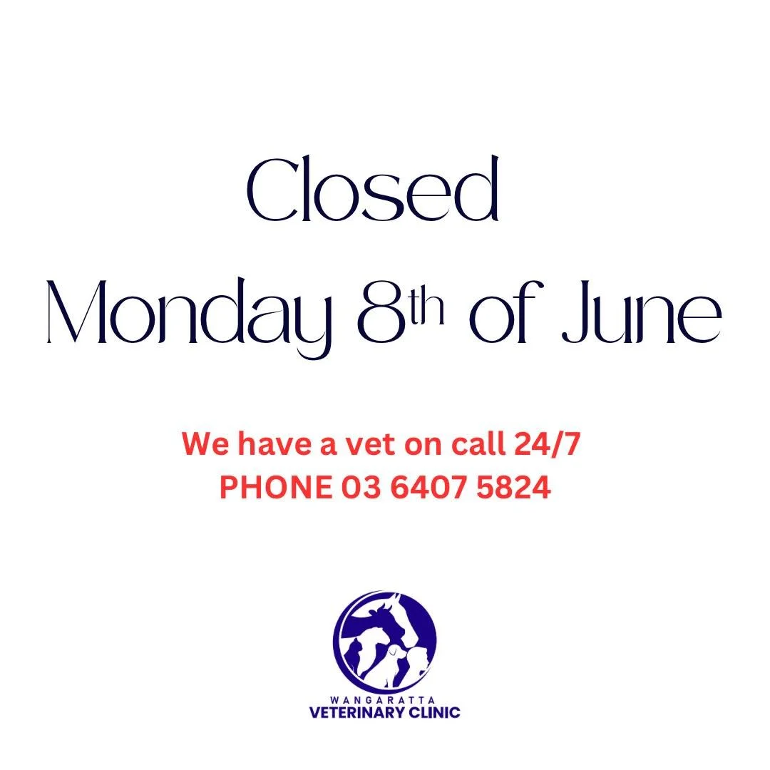 We are closed today. 

If you have an emergency please phone 03 6407 5824. 

#wangarattavet #wangarattavetclinic #wangaratta #vetclinic