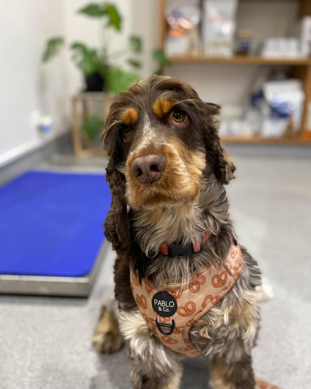 Pretzel 🥨 visited the clinic for her regular dental check. 

🦷✨ Did you know we offer FREE dental checks?

Regular dental checks help keep your pet&rsquo;s mouth healthy and can catch problems early. 

We recommend a dental check every 6 months for