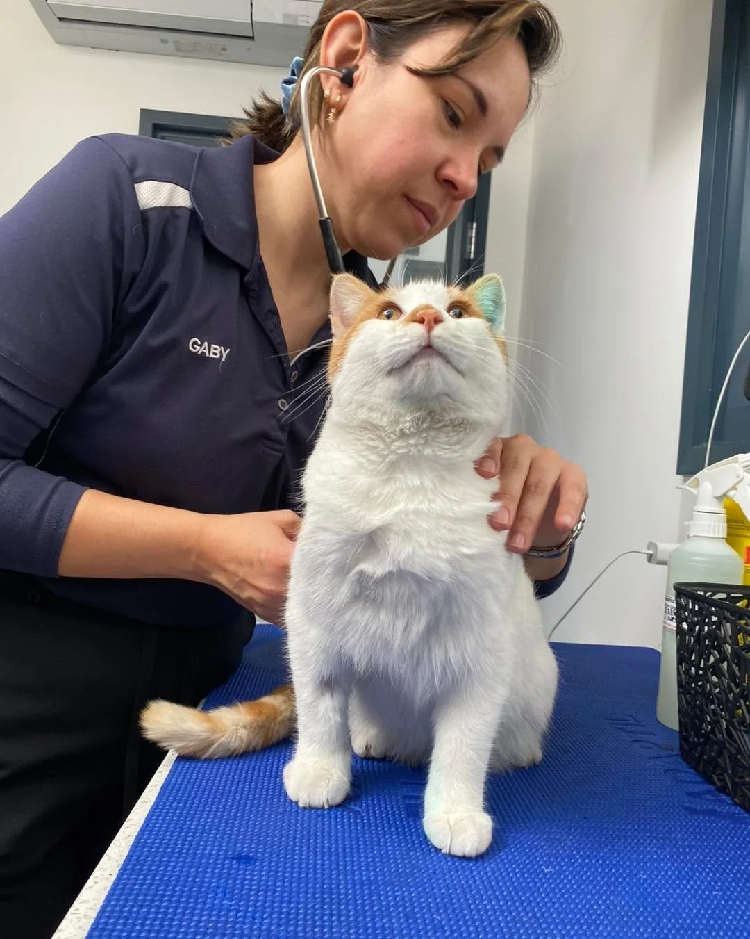 Meet Whitey 🤍🐾

Whitey visited us for his desexing procedure and was an absolute gentleman from start to finish. He was a wonderful patient, enjoyed plenty of cuddles from our team, and took everything in his stride.

Wishing you a comfortable reco
