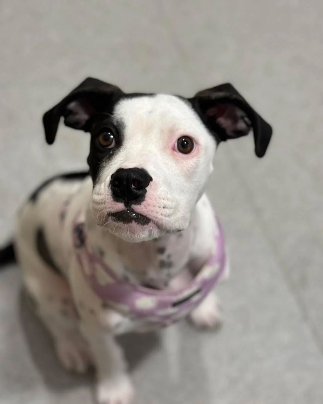 PENNY 🌸🩷

Penny visited Dr Grace for her puppy vaccinations this week. 

She is a rescue and said to be a Boxer X. 
We all want to know what you think she is crossed with? 

#wangarattavet #wangarattavetclinic #wangaratta #fearfree #vetclinic #fear