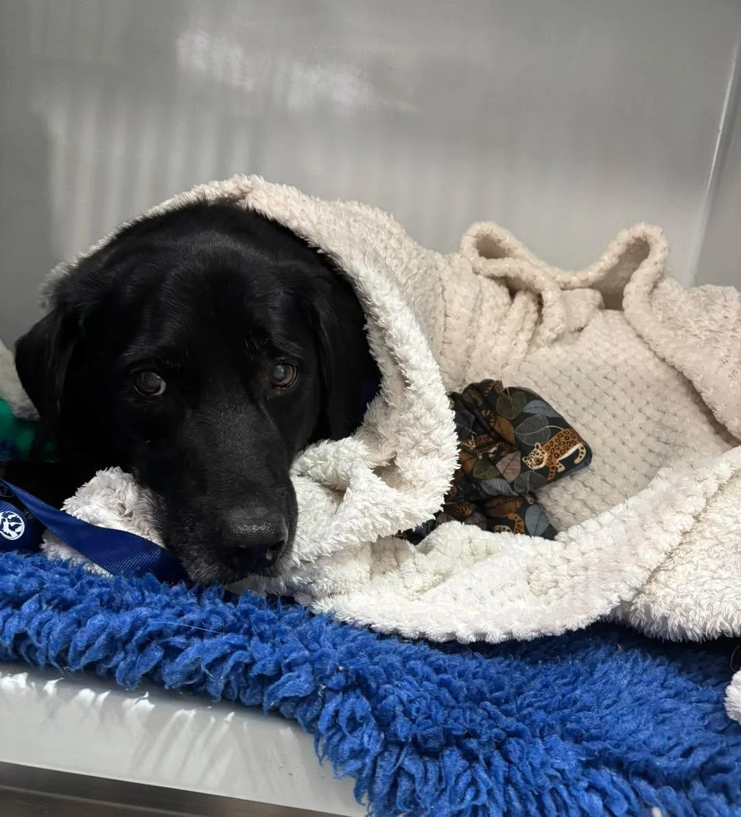 Age is just a number! ❤️

Meet Barney, a gorgeous 16-year-old Labrador who recently had a dental procedure with us after undergoing pre-anaesthetic blood tests and a thorough physical examination.

Many owners worry that their senior pets are &ldquo;