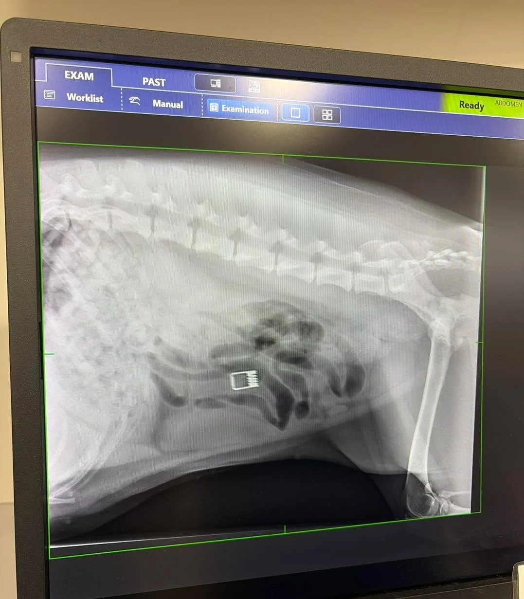 What&rsquo;s in Annie&rsquo;s belly this time? 🫠

Take your guesses in the comments.

Thankfully she has pooped the item out!

#wangarattavet #wangarattavetclinic #wangaratta #vetclinic