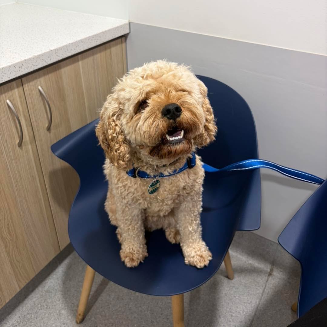 Sweet Ralphy, the adorable Cavoodle, visited us for his annual vaccination. 

He was an absolute superstar throughout his visit, with plenty of tail wags and good manners. 

He felt very at home sitting on the chair! 🌟

#wangarattavet #wangarattavet