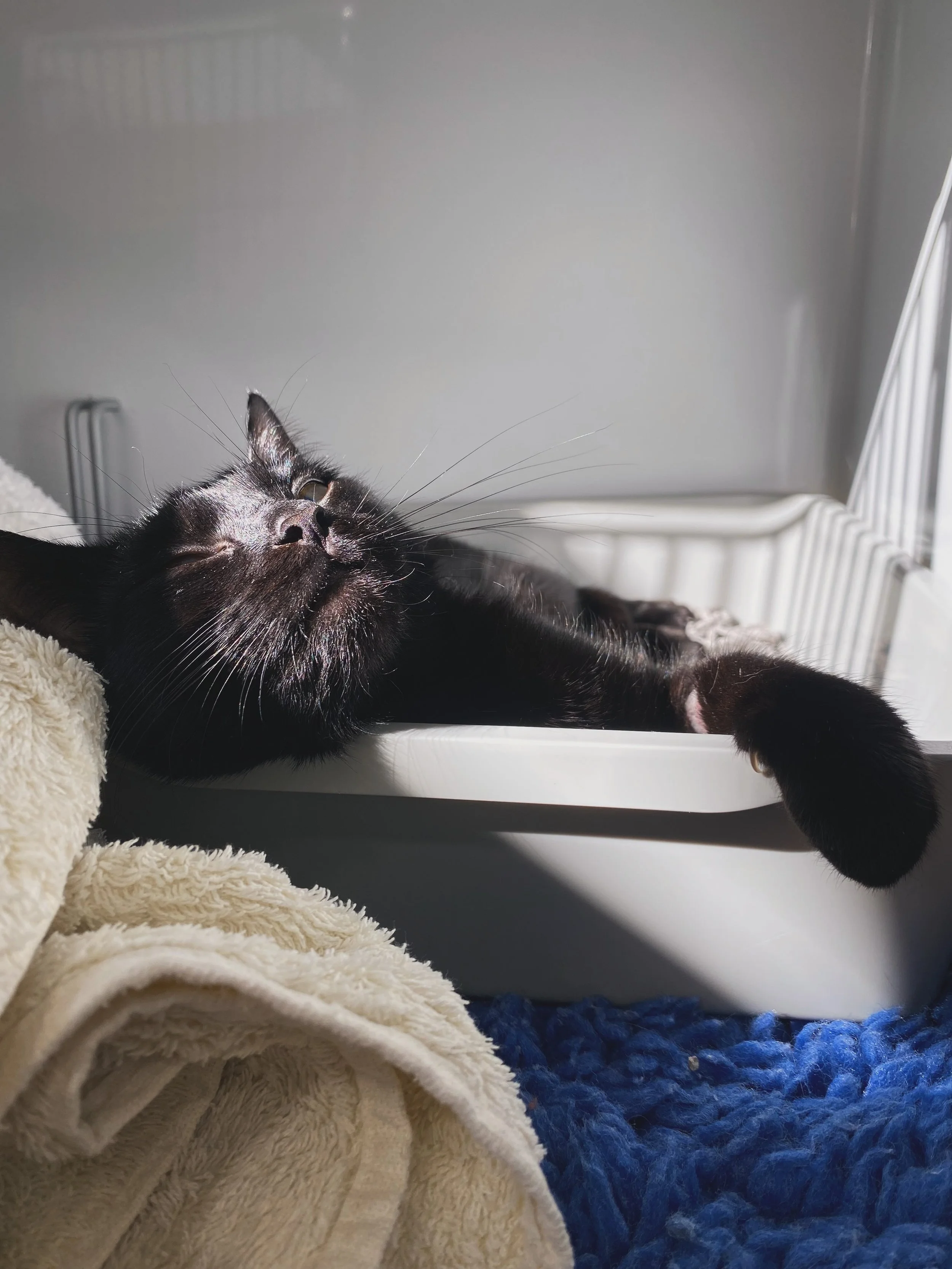 Recovery looks pretty good from here! ☀️🐱

Poppy was making the most of a beautiful sunny spot in our cat ward after her procedure. There&rsquo;s nothing quite like a warm sunbeam to help you relax while you recover!
 
☀️ We hope everyone enjoys the