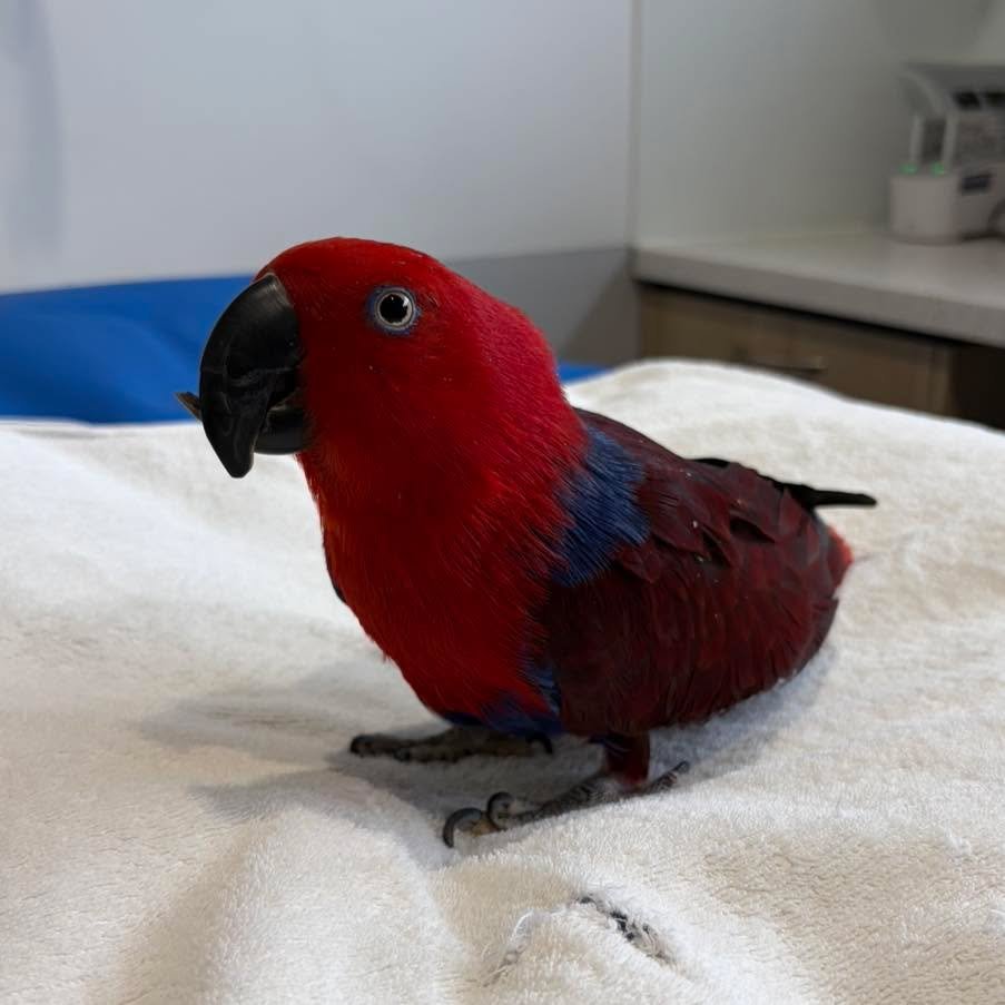 🦜💚 Ruby the Eclectus Parrot stopped by for a little pamper session!

She was in for a beak trim and nail clip, and she handled it like a champ. Regular beak and nail maintenance is an important part of keeping our feathered friends healthy, comfort