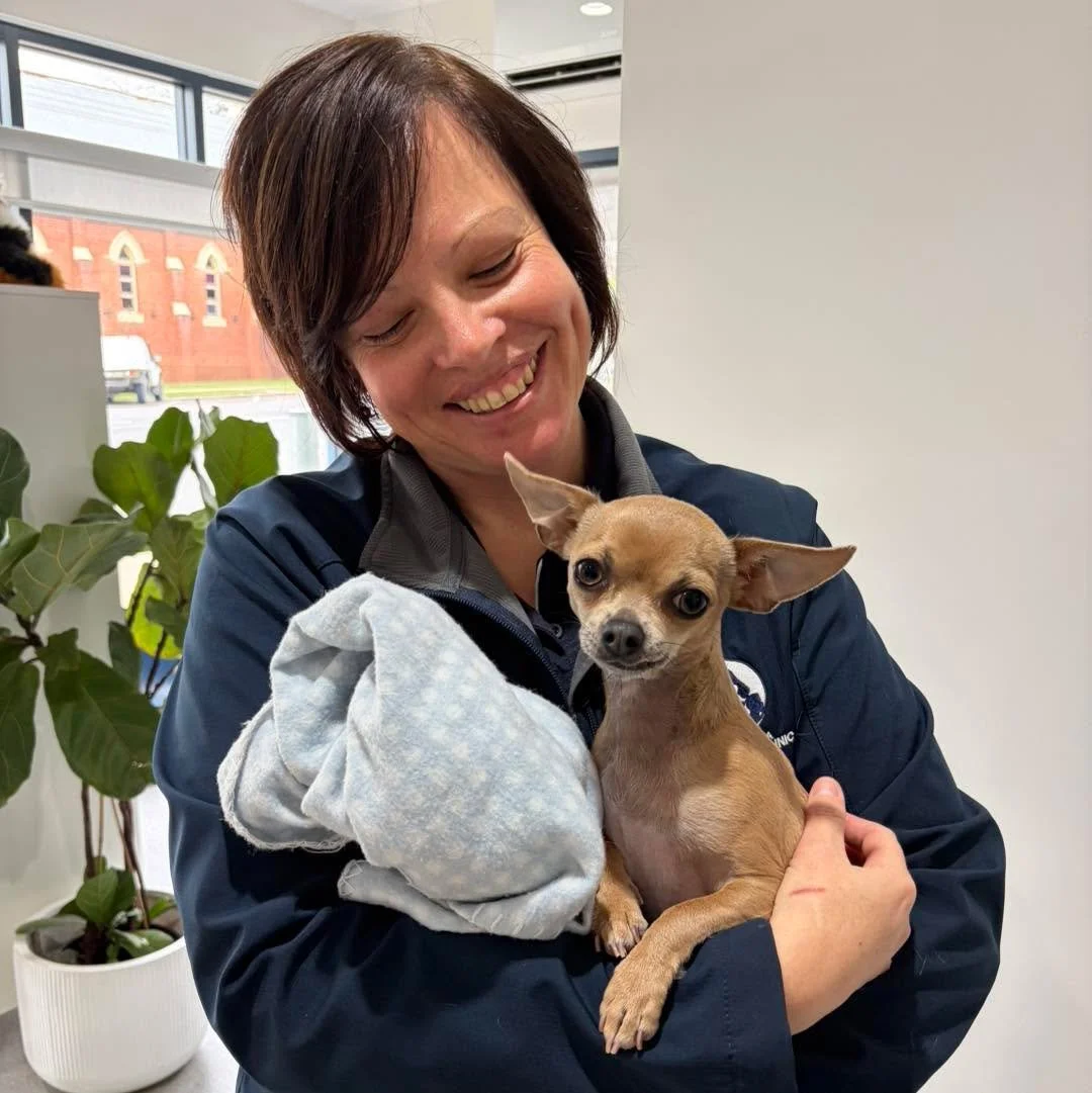 We see all animals, great and small, including teeny tiny &lsquo;Teddy&rsquo; the Chihuahua. 

He was very happy is Lans&rsquo; arms. 🥰

#wangarattavet #wangarattavetclinic #wangaratta #fearfree #vetclinic #fearfreecertified #fearfreecertifiedveteri