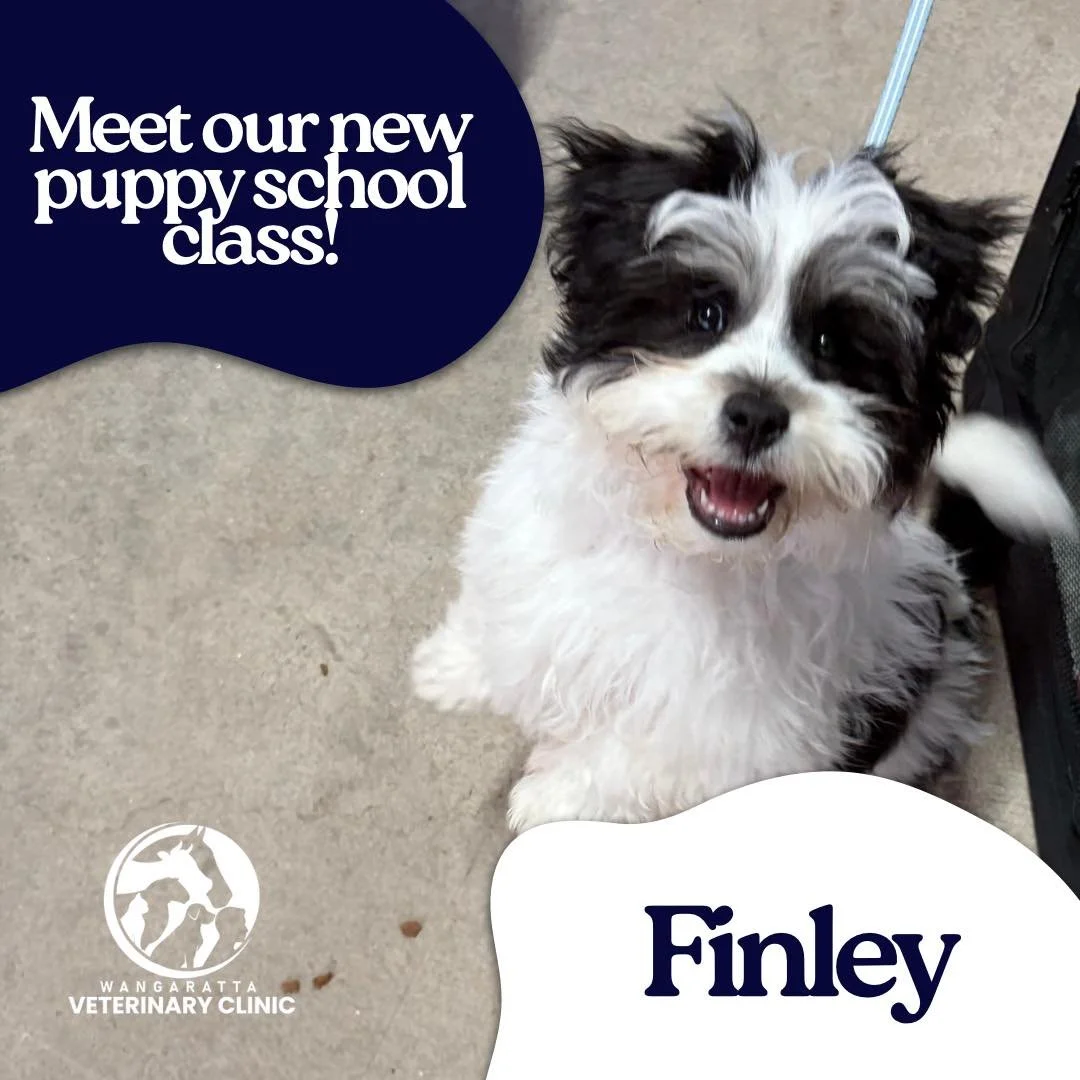 Puppy Preschool is about so much more than &ldquo;sit&rdquo; and &ldquo;stay&rdquo;. It&rsquo;s about giving puppies positive experiences during an important stage of their development, while helping their humans understand what their puppy needs as 