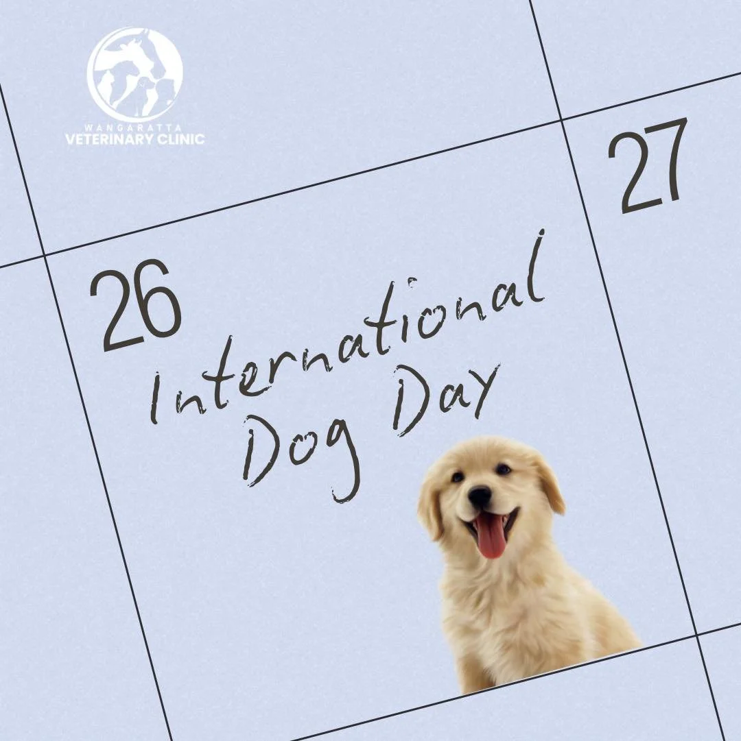 If dogs could write their own International Dog Day post, we&rsquo;re pretty sure it would say:

&ldquo;Thank you for the walks.
Thank you for the treats.
Thank you for the couch.
And thank you for loving me through every muddy paw, stolen sock and 6