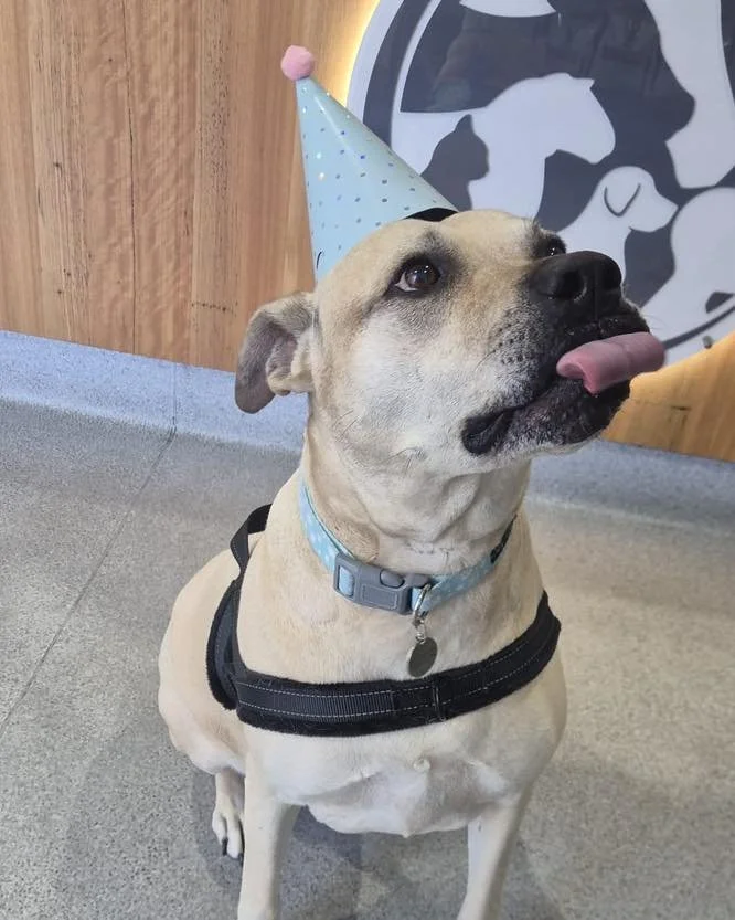 Happy 12th Birthday to Lola today!

She dropped in to say hello, and so kindly dropped off treats for other dogs to share when they visit the clinic. 

💙

#wangarattavet #wangarattavetclinic #wangaratta #fearfree #vetclinic #fearfreecertified #fearf
