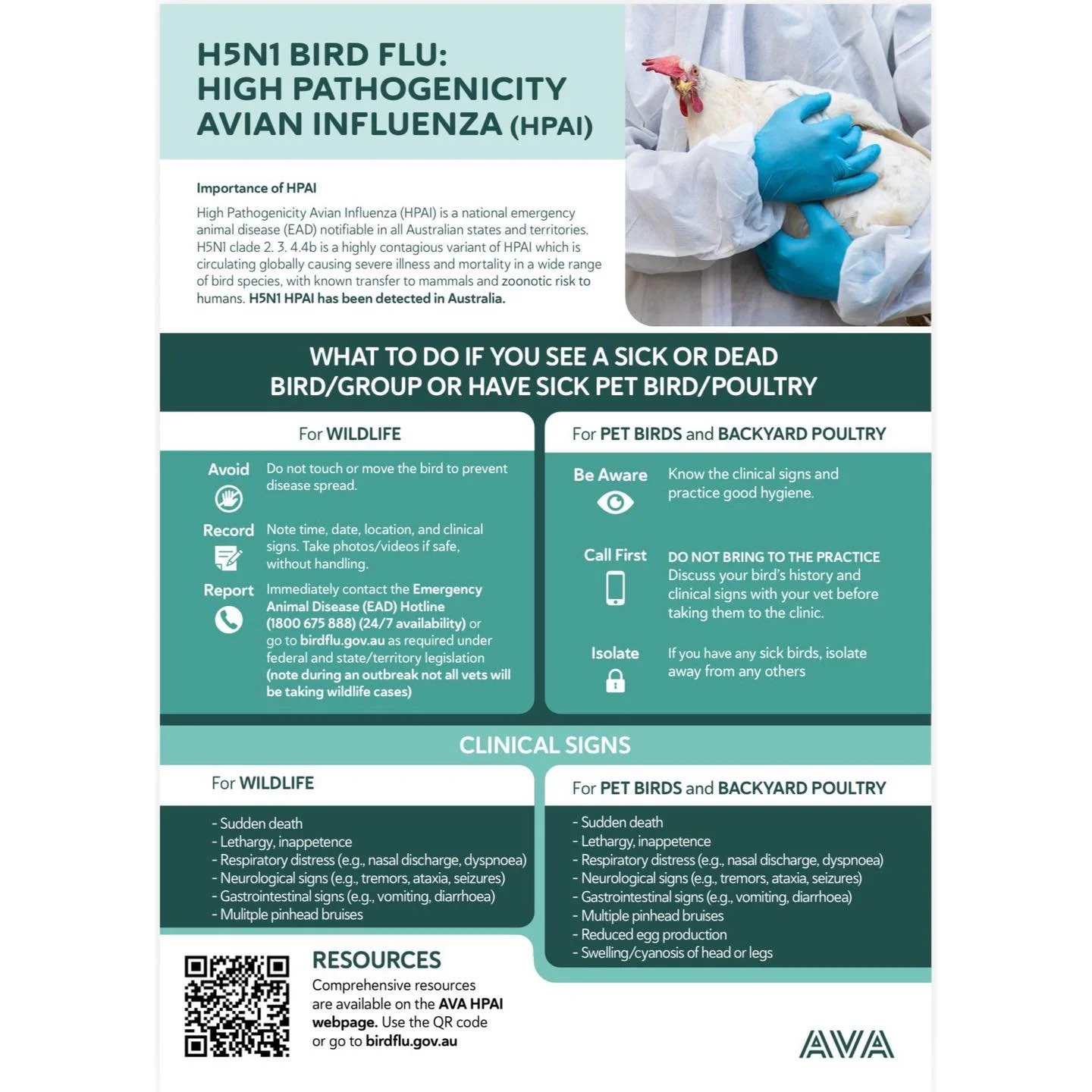 BIRD FLU (H5N1): WHAT PET OWNERS NEED TO KNOW

The Australian Veterinary Association has provided an update on highly pathogenic avian influenza (HPAI/H5N1), including recent detections in foxes in metropolitan Adelaide and coastal Victoria.

While f