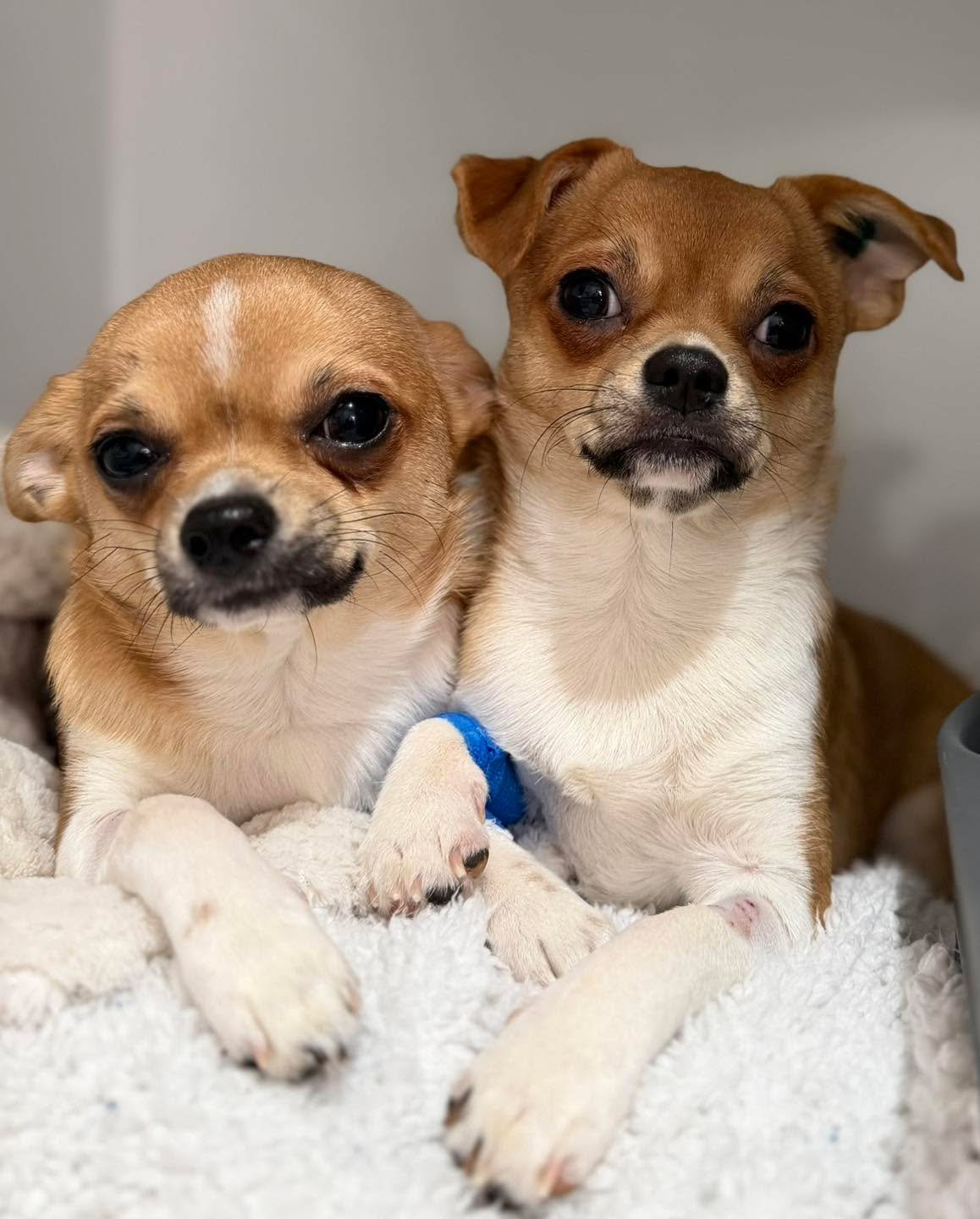 🐾 Loki &amp; Dobby, two Chihuahua brothers, came in for their desexing procedure. 

A little nervous at first, but lots of cuddles and cosy blankets kept these sweet boys happy &amp; warm. 🥰

#wangarattavet #wangarattavetclinic #wangaratta #fearfre