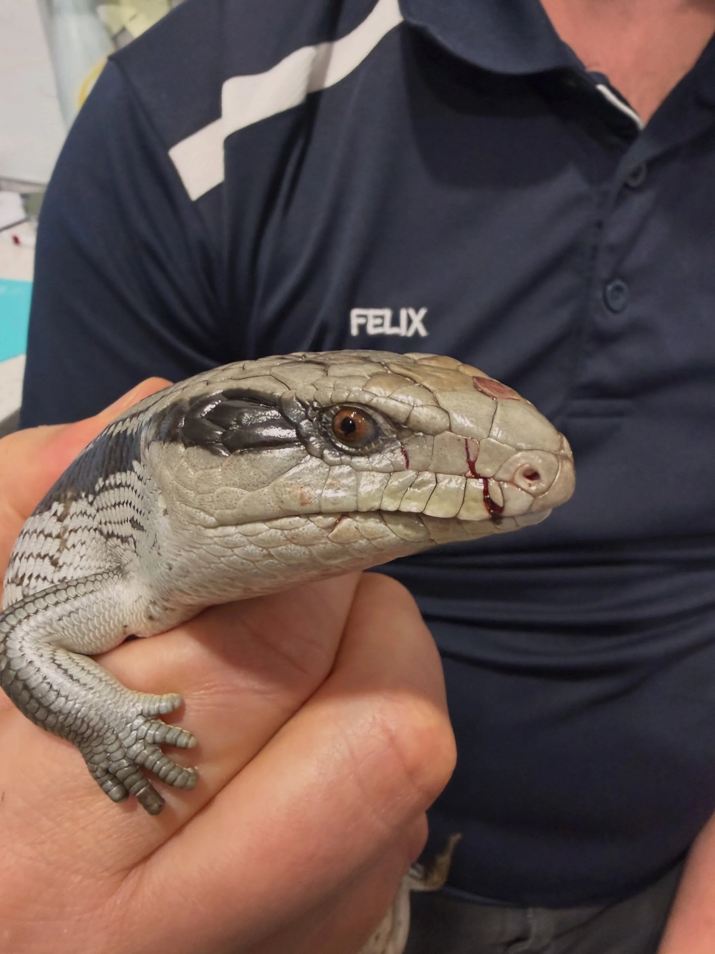 🦘 A little reminder about our local wildlife. 

We&rsquo;ve been seeing an increase in wildlife being brought into the clinic recently, and we&rsquo;d like to take a moment to thank the Wangaratta community for continuing to look out for our native 