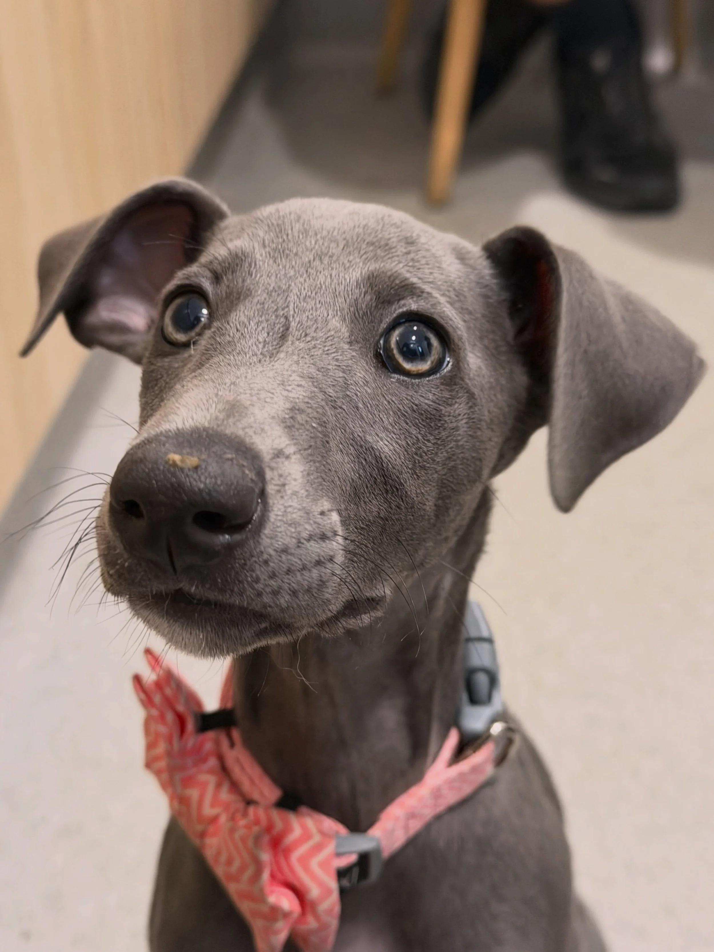 Meet Noodle! 🎀

This gorgeous little Whippet came in for her second puppy vaccination, and she is certainly dressed to impress! ✨

Looking very smart in her bow tie, Noodle is already excited about her next adventure: puppy preschool here at the cli