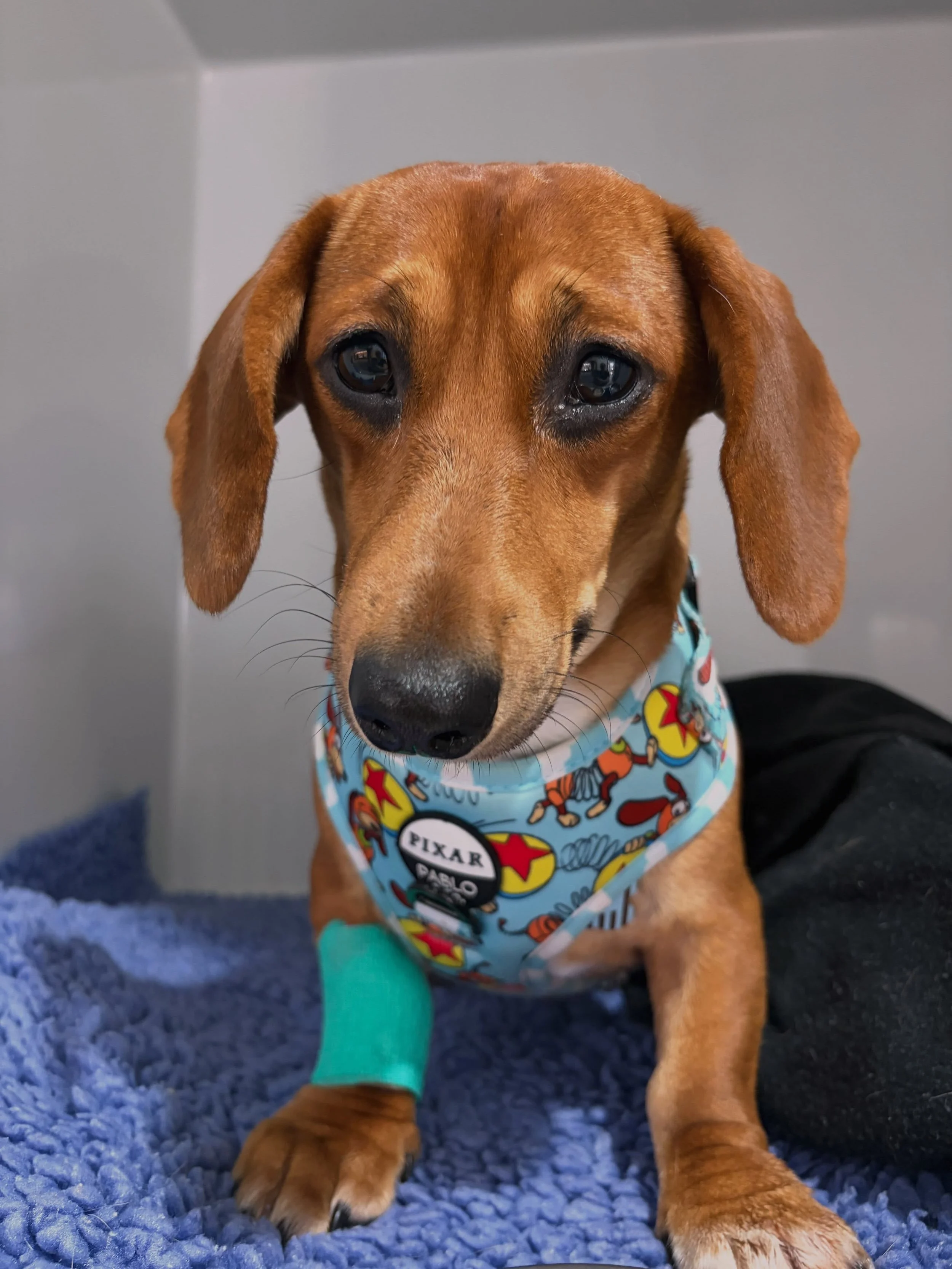 🐾 Meet Milo, the adorable Dachshund! 💙

Those little legs and big eyes are impossible to resist! 🐶

Thinking about desexing your pet? It&rsquo;s worth having a chat with our vets about the benefits and the right time for your furry friend.

📲 Giv