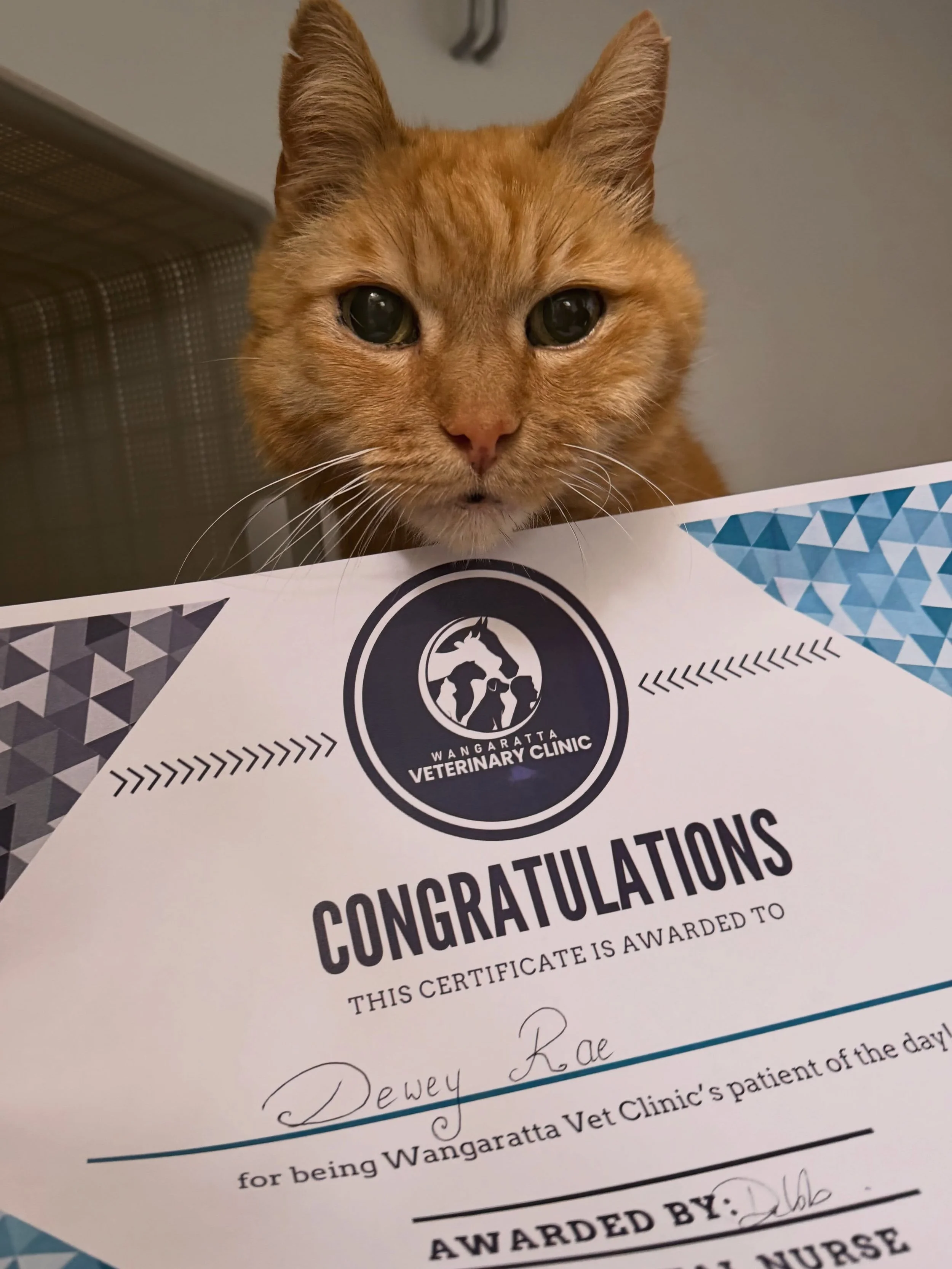 🐾 Patient of the Day: Dewey 💙

Meet Dewey, a very dapper 14-year-old gentleman who found himself with a rather sore tooth over the weekend. 🦷

Our wonderful vet Felix came to the rescue, removing the offending tooth and getting this handsome gent 