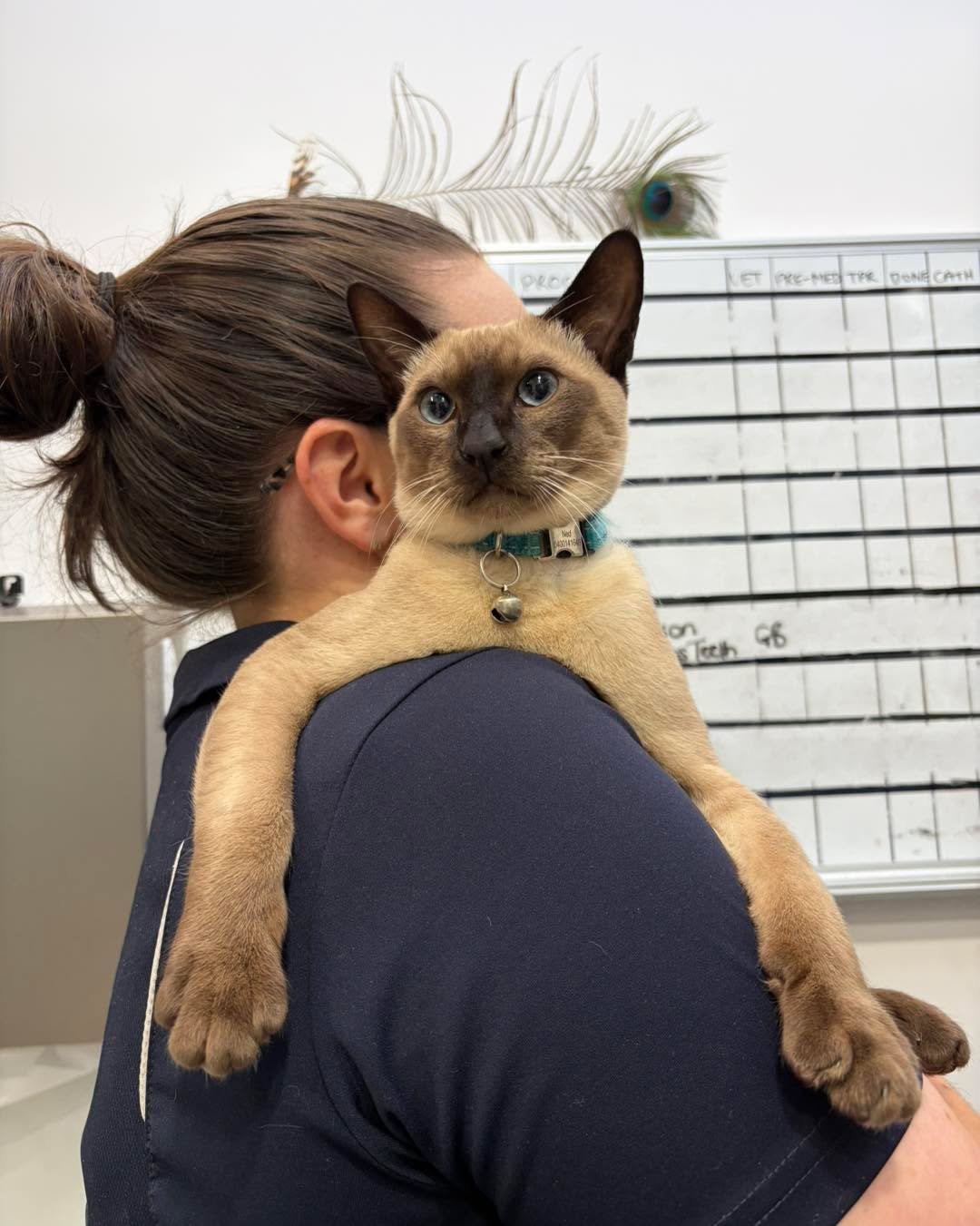 ✨ Meet NED, the very handsome Tonkinese. 

He loved a cuddle during his short stay in hospital. 🥰