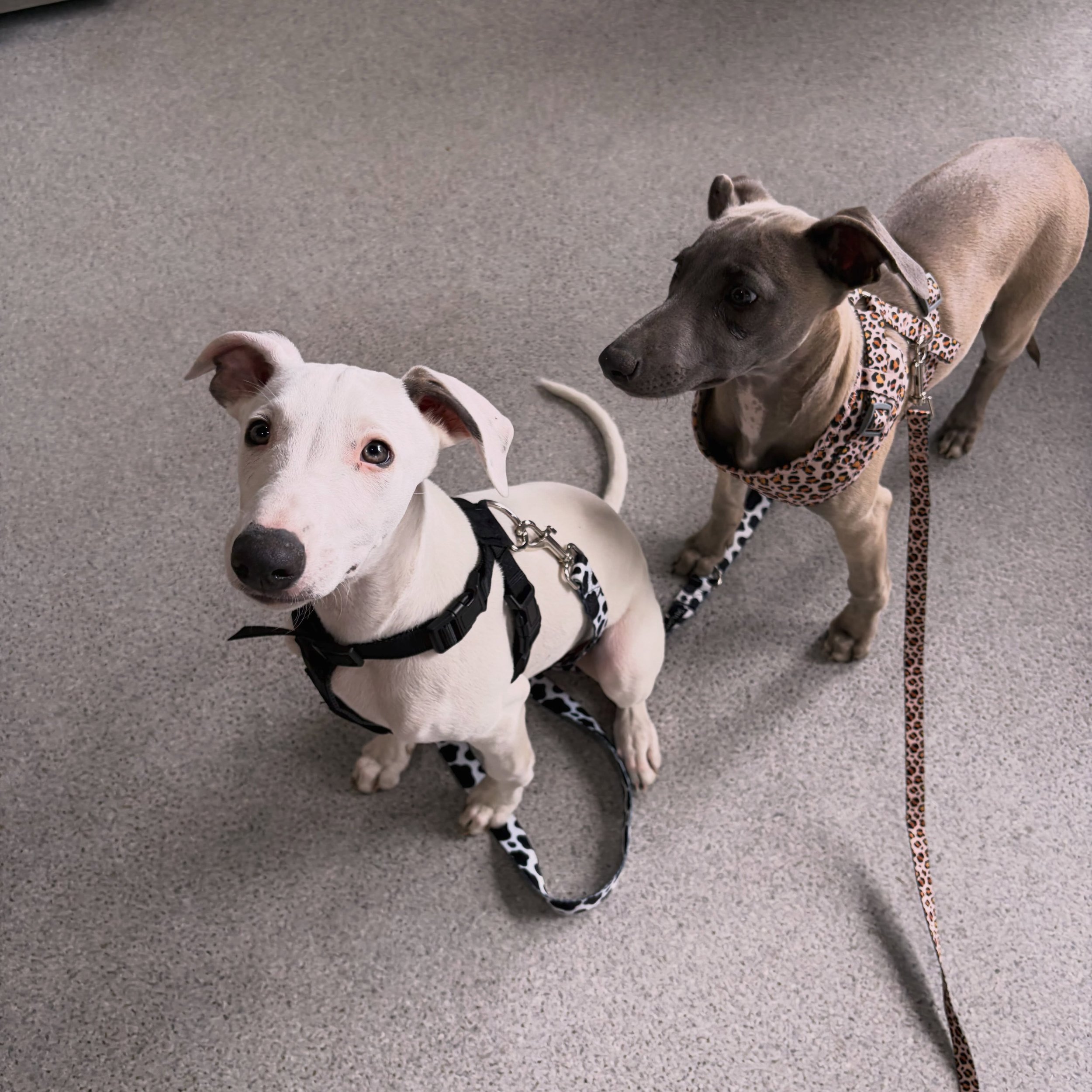 Beautiful little baby Whippets Wolf and Evie (Cupcake hiding) visiting Dr Bonnie today. 

We have had the privilege of watching this litter of puppies grow over the past 14 weeks.
Little Evie was the one puppy who was born naturally on the 21st of Ju