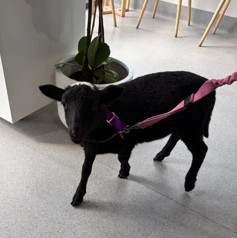 We love special visitors at the clinic.

✨ Meet Smudge. He is a lovely boy that has just been adopted by his family. 

🖤