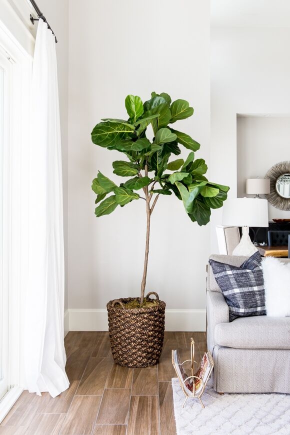 A fiddle leaf fig tree – the current must-have house plant, is a great addition too.