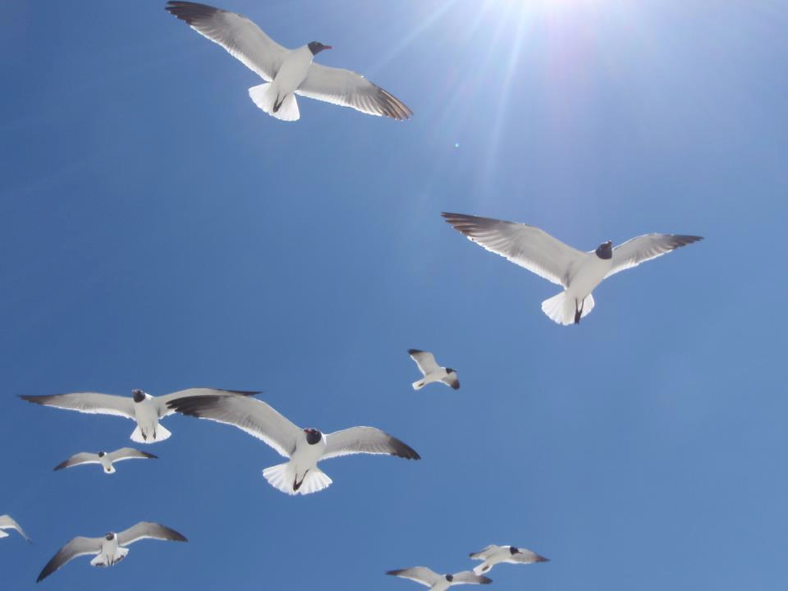 seagulls.png