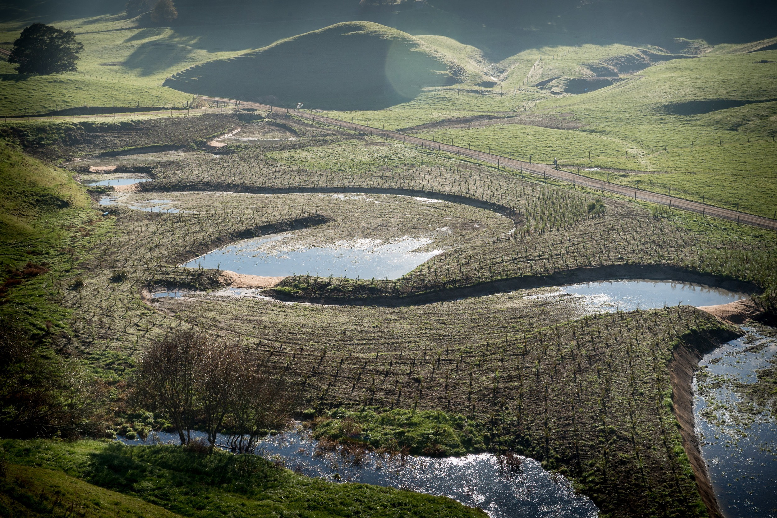 wetland_post_plant_1 (22 of 1).jpg