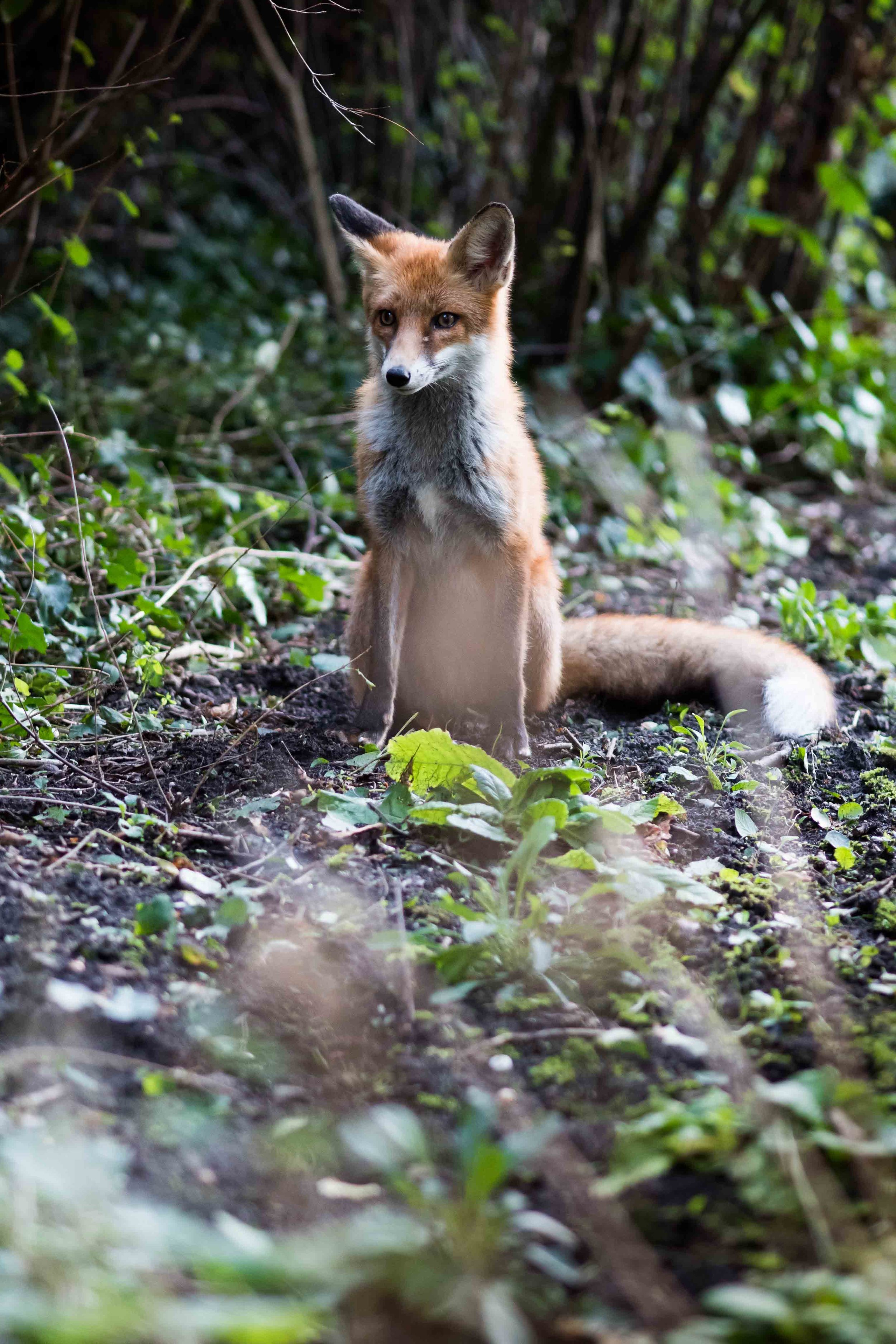 fox (1 of 1).jpg