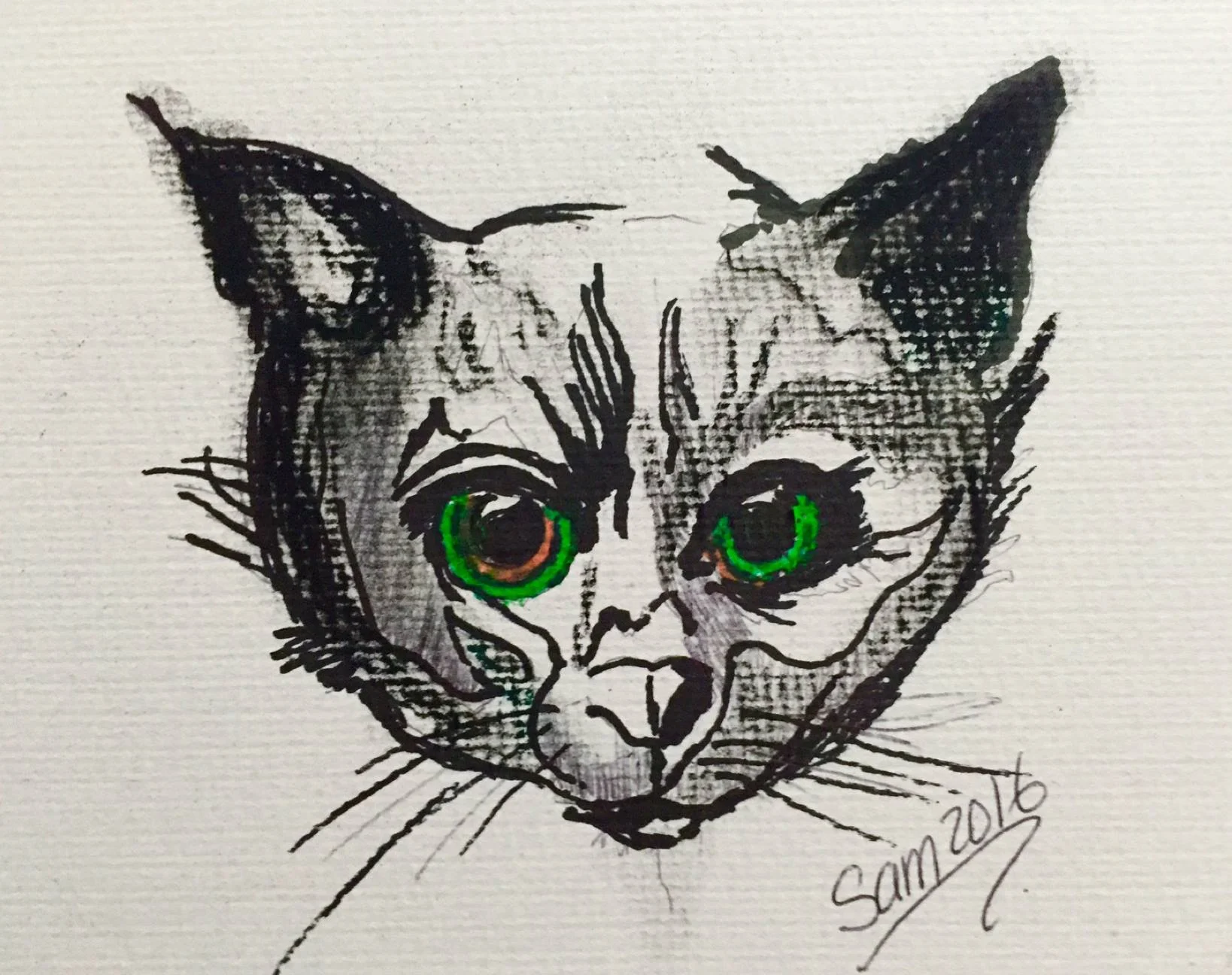 cat 1.jpg