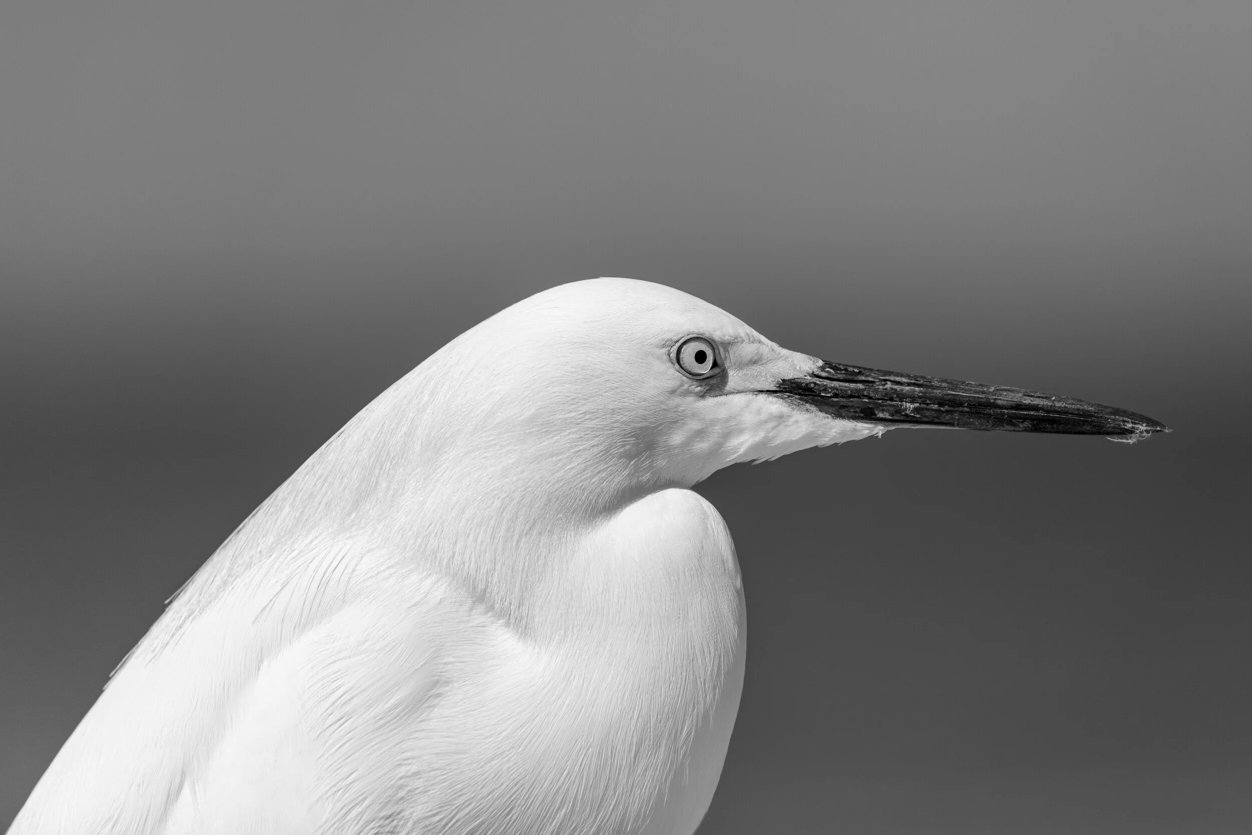“Patience” - Fred the Egret