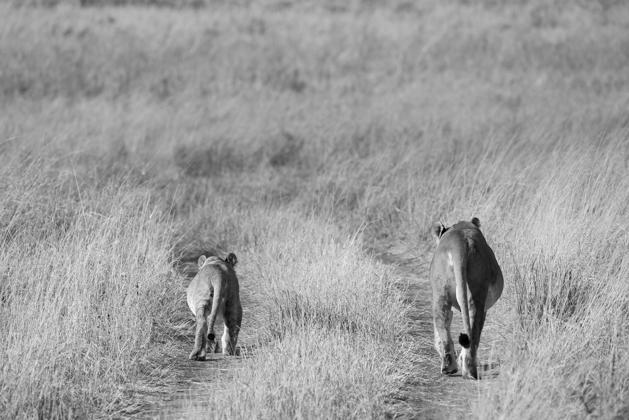 African Two Tracks