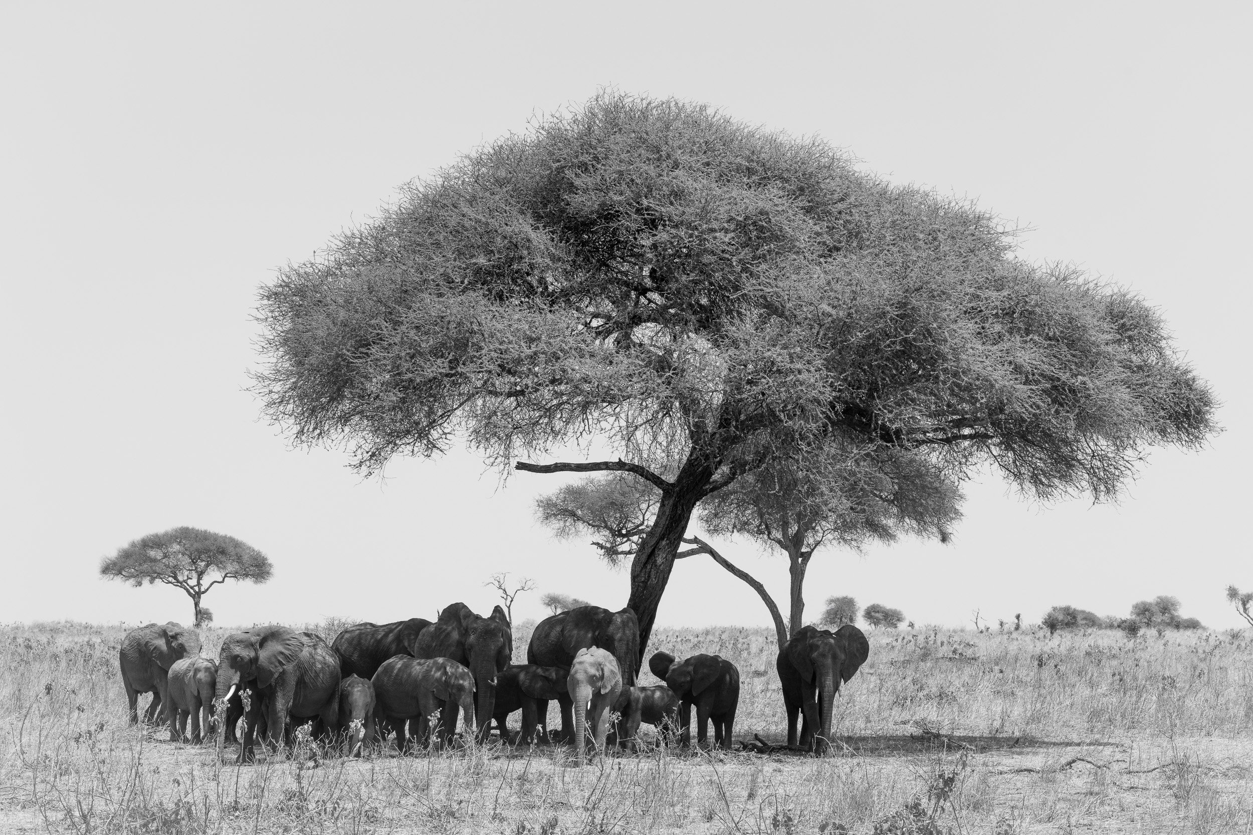 Rumbling Jumbos