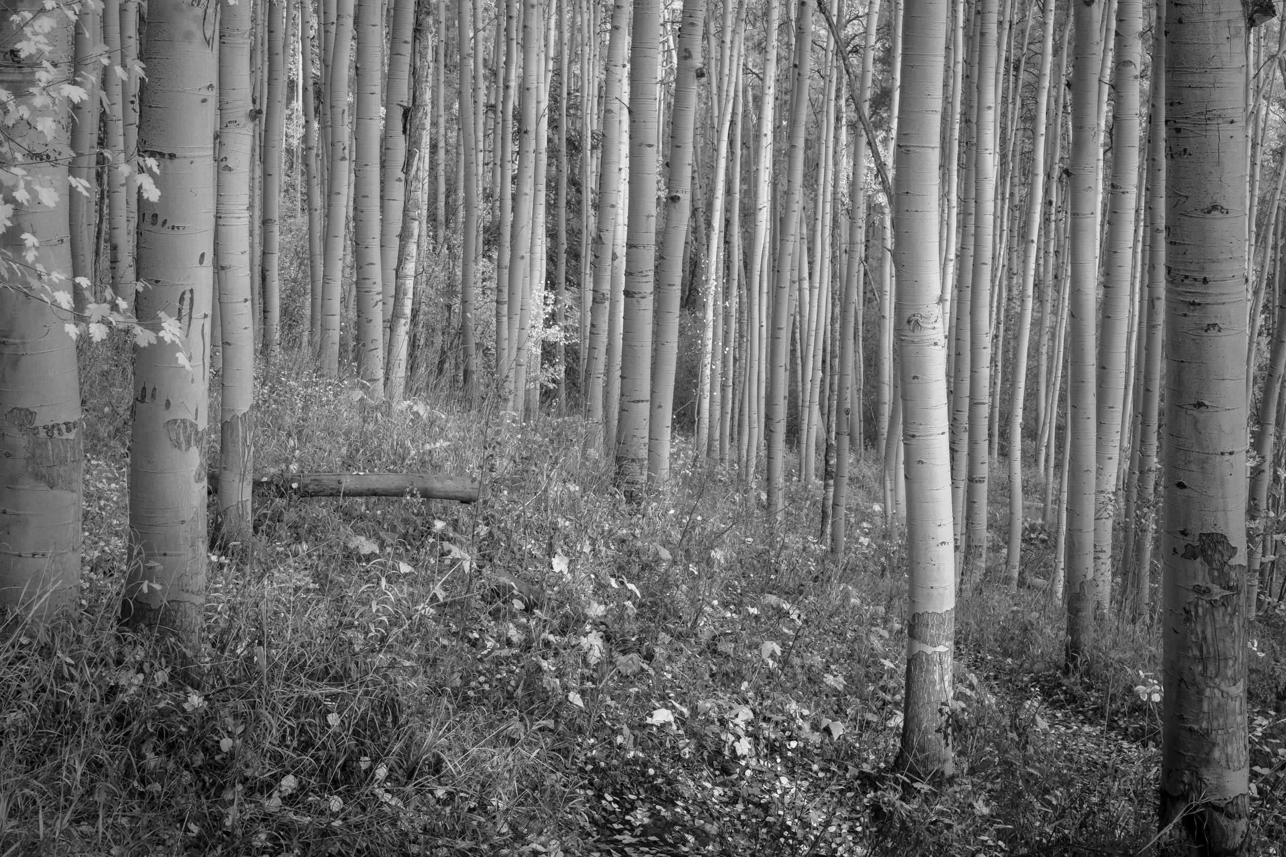 Walk with Aspens