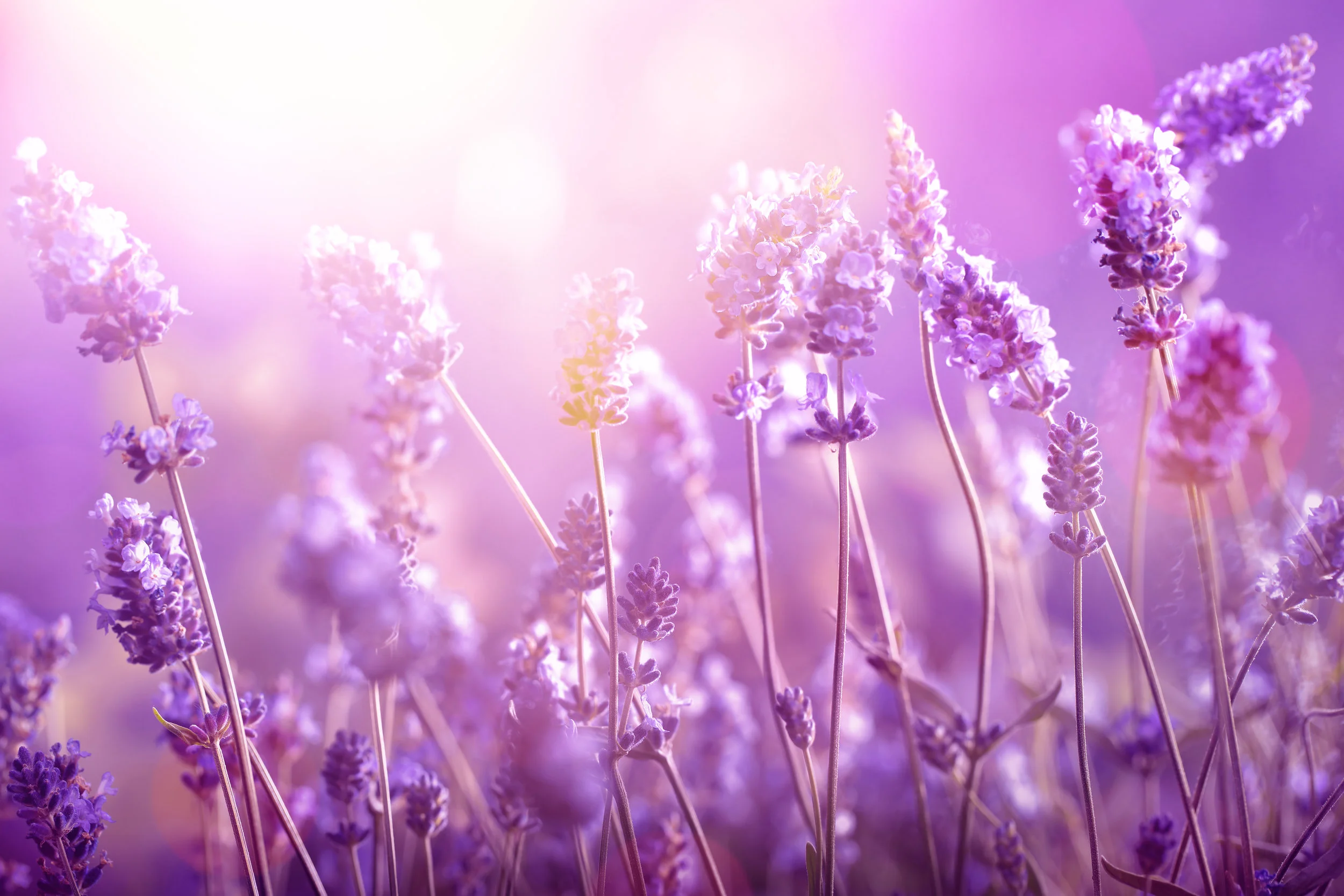 AdobeStock_114036298.jpeg