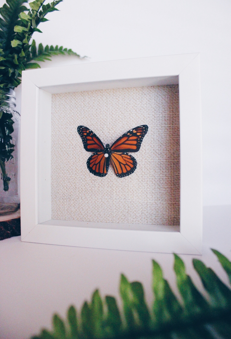 Butterfly shadow box