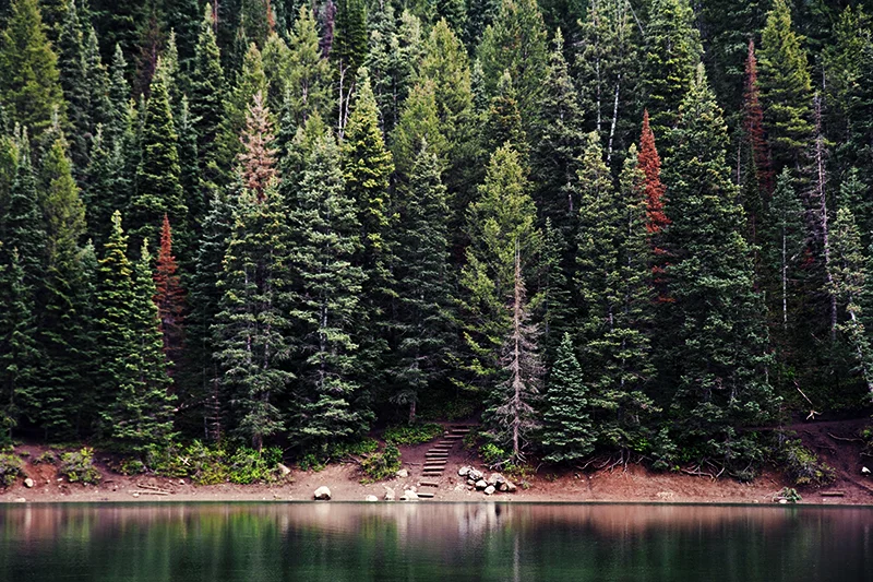 Into The Woods: The Forest School Movement