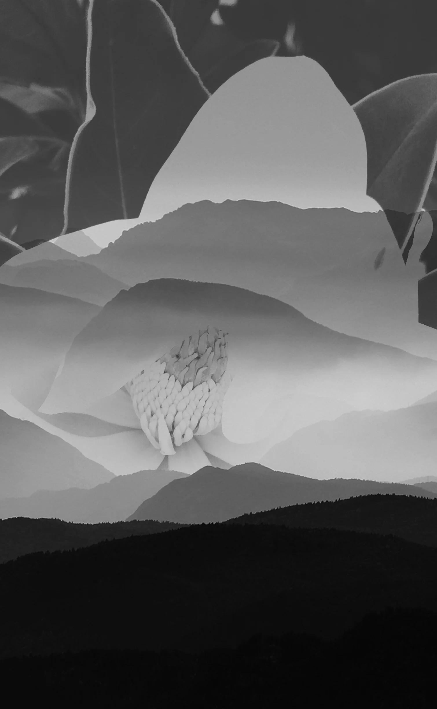 Wallpaper Wednesdays 2 | Black + White