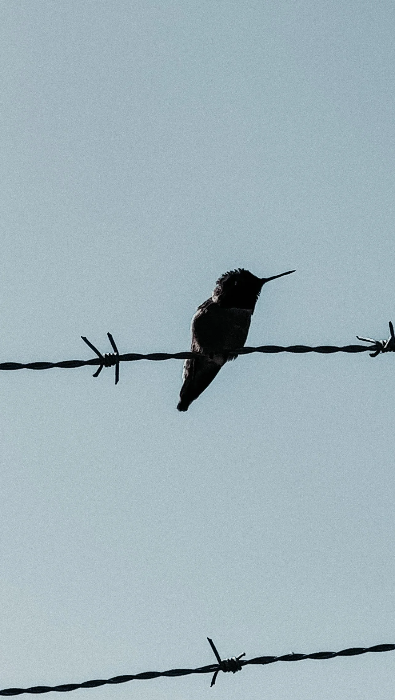 A Quick Guide To Bird Watching