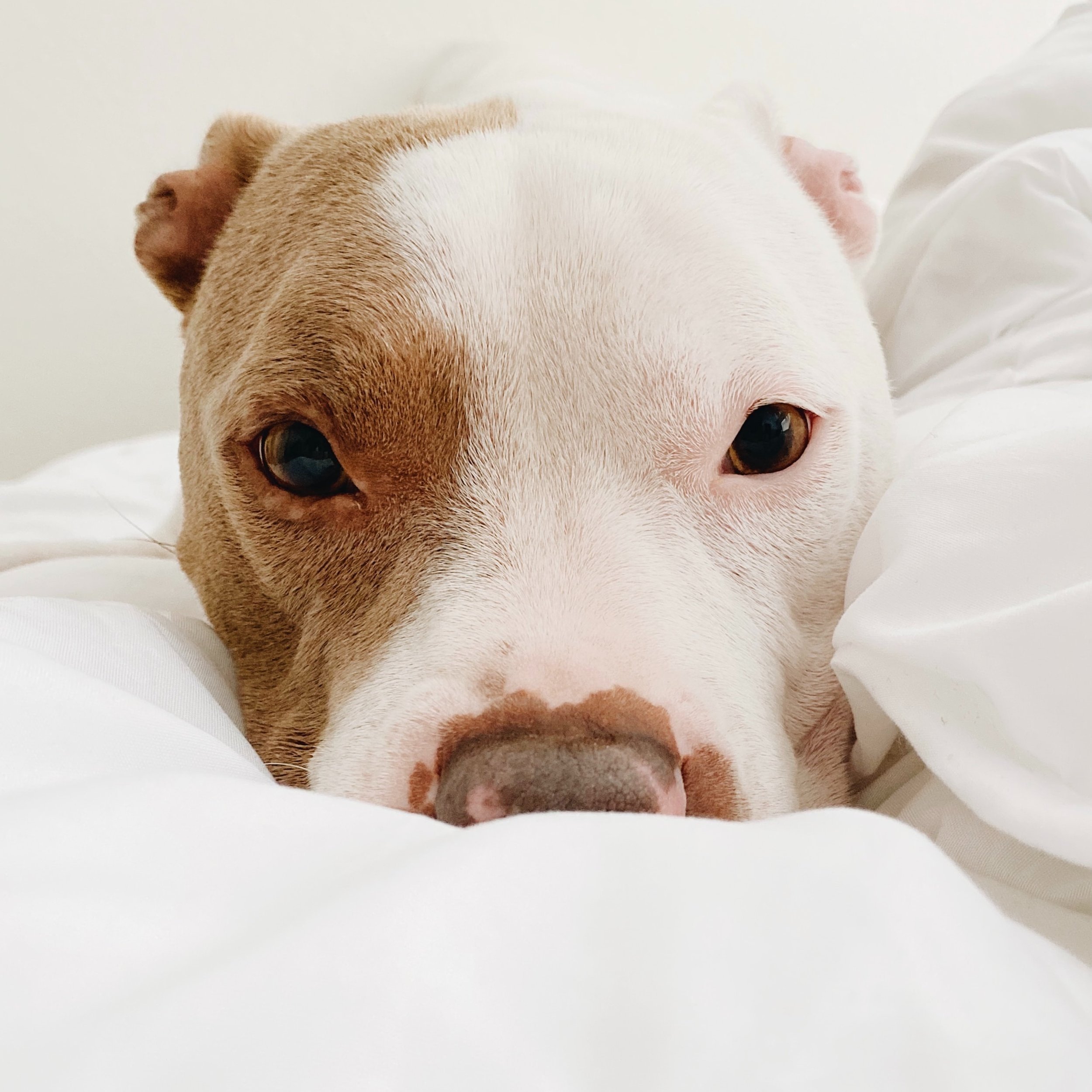 Natural Ways To Keep Your Dog Calm