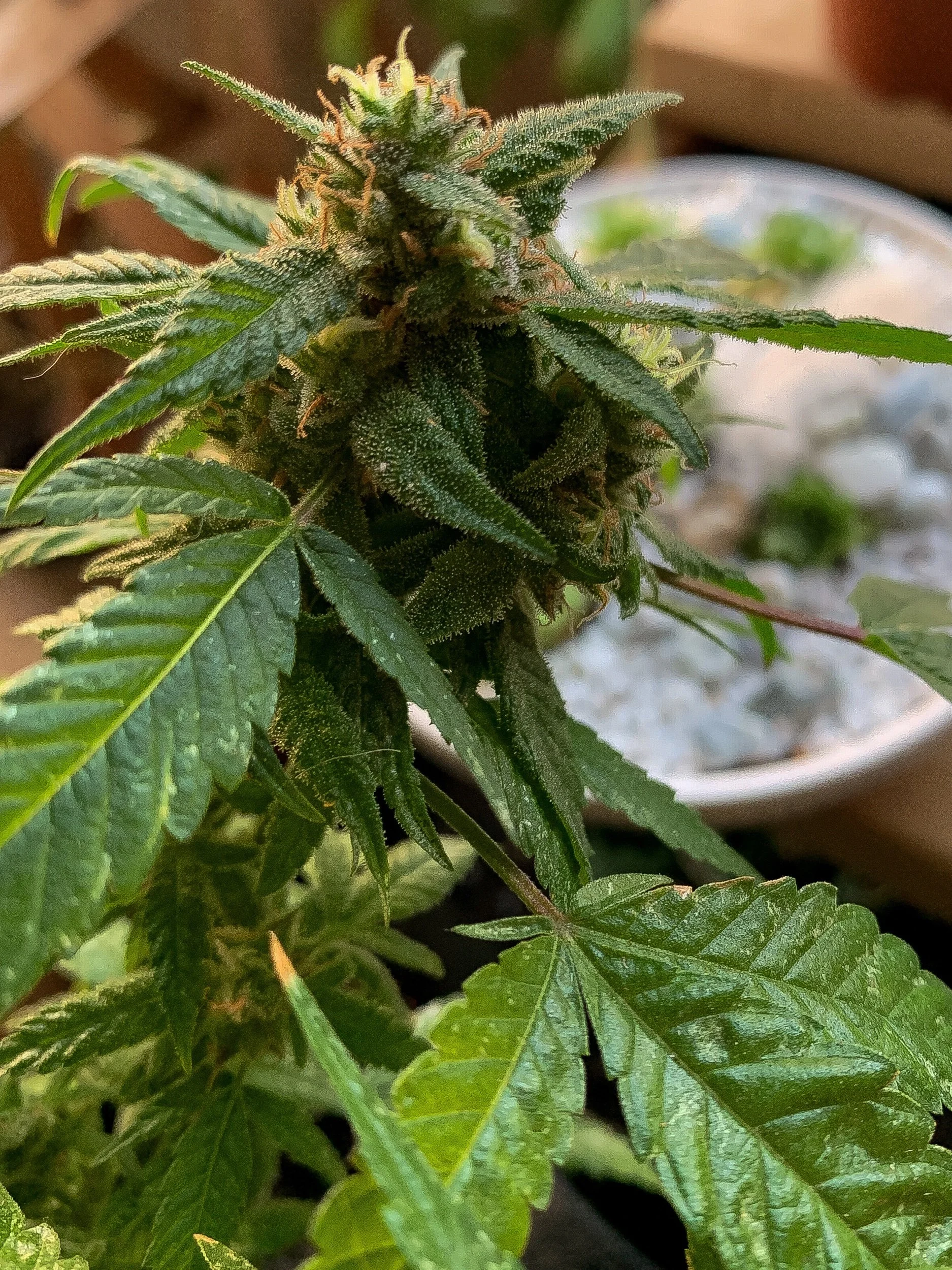 Can CBD Capsules Help Alleviate Arthritis  Symptoms?