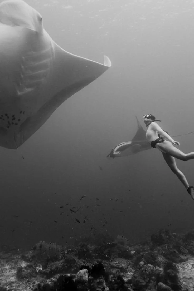 Why Kona Is The Best Place To Snorkel With Manta Rays