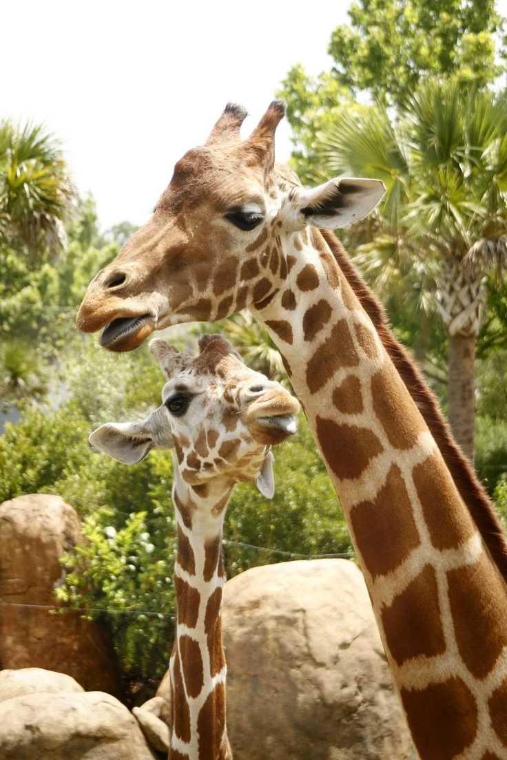 Top Travel Tips For Seniors Seeking Adventure