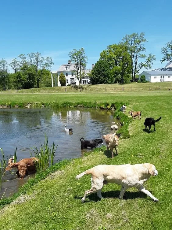Best Dog Parks In Denver: Where To Take Your Pup For Fun And Exercise
