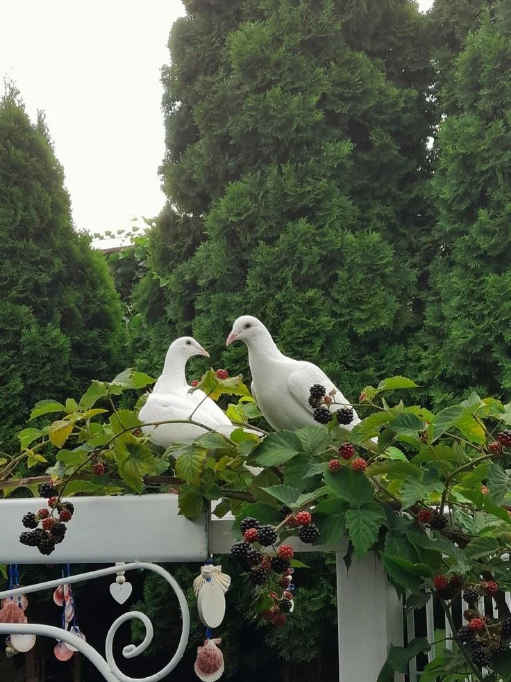 Raising Pigeons At Home: Care, Loft Setup, And Trust