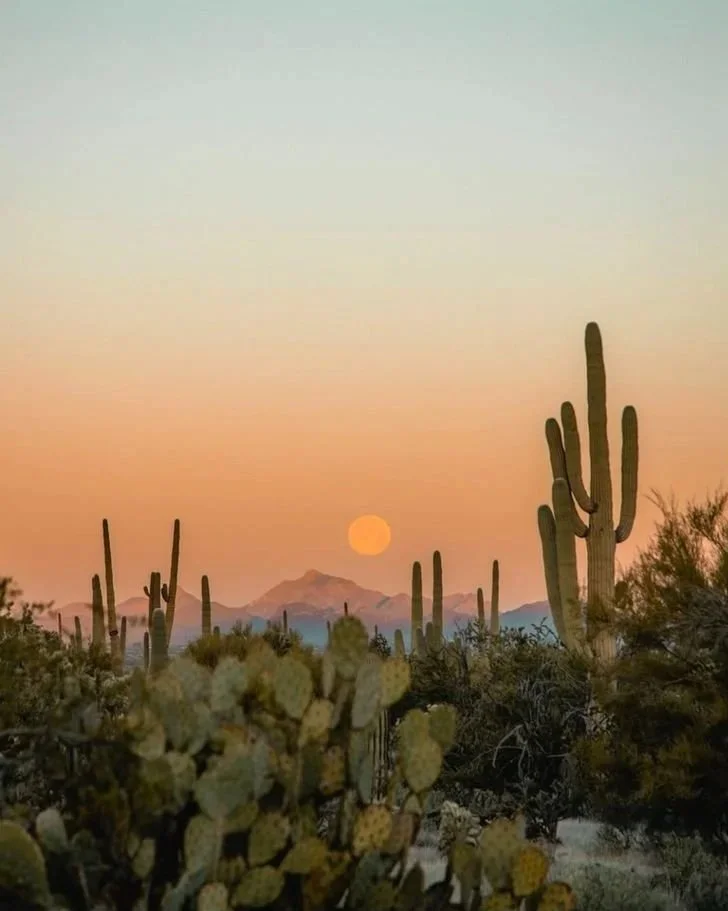 Arizona Speed-Inhibitor Law May Prevent License Suspension