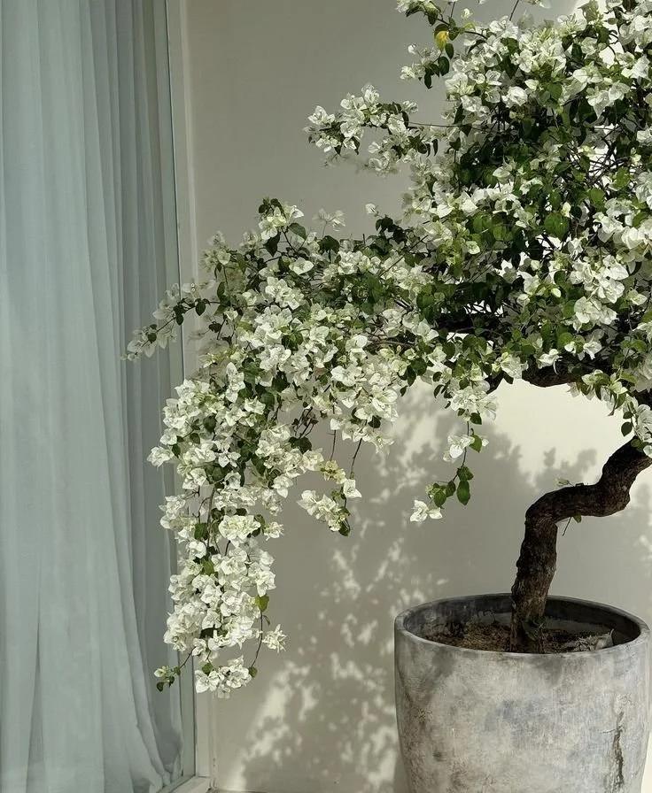 Create A Home Sanctuary For Mindful Living Daily